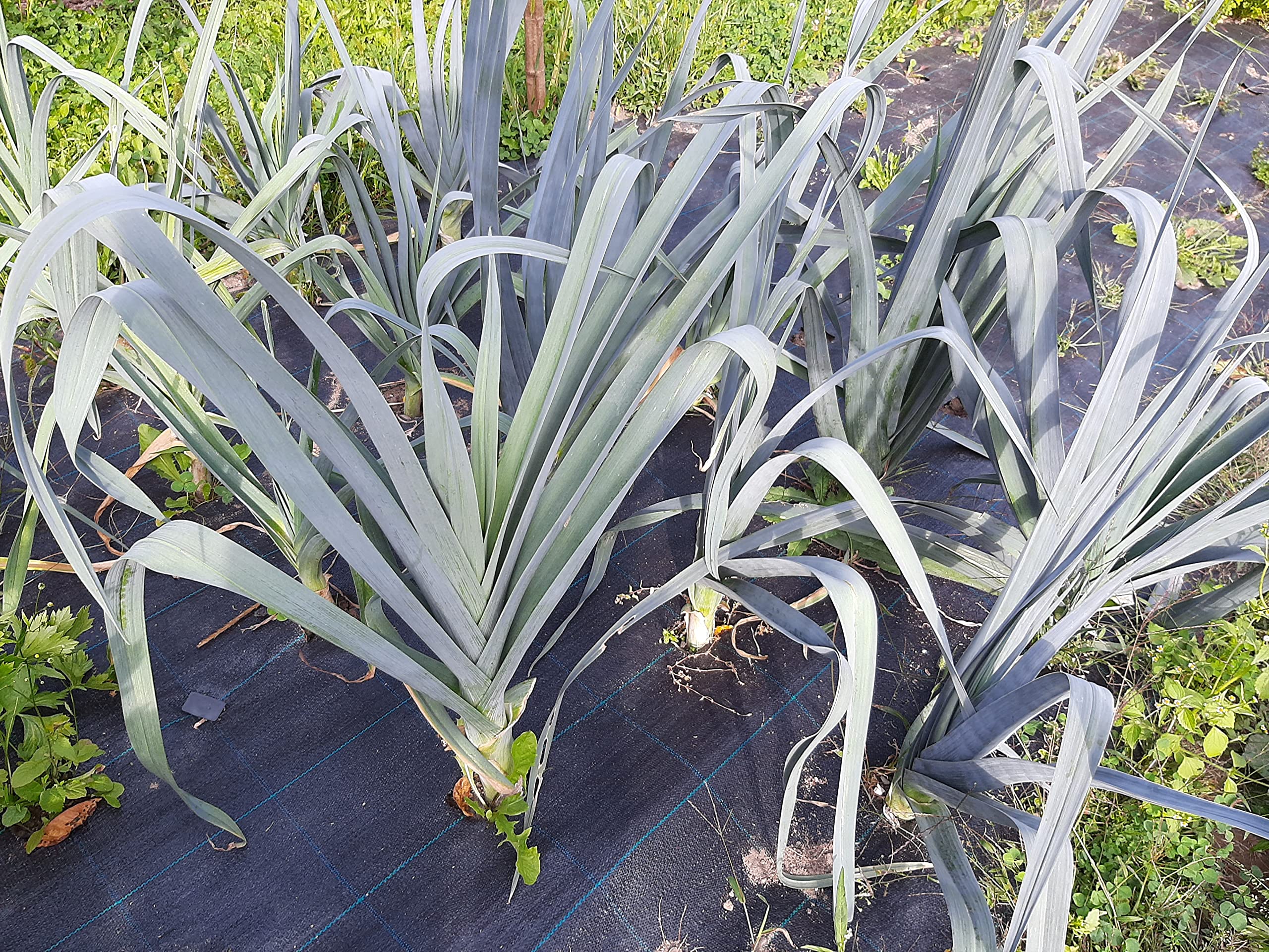 160 m² (50m x 3,2m) Czarna Agrowłóknina Ogrodowa Przeciw Chwastom - Agrotkanina 100g/m² - Wysoka Stabilizacja UV - Mata Ściółkująca Przepuszczająca Wodę