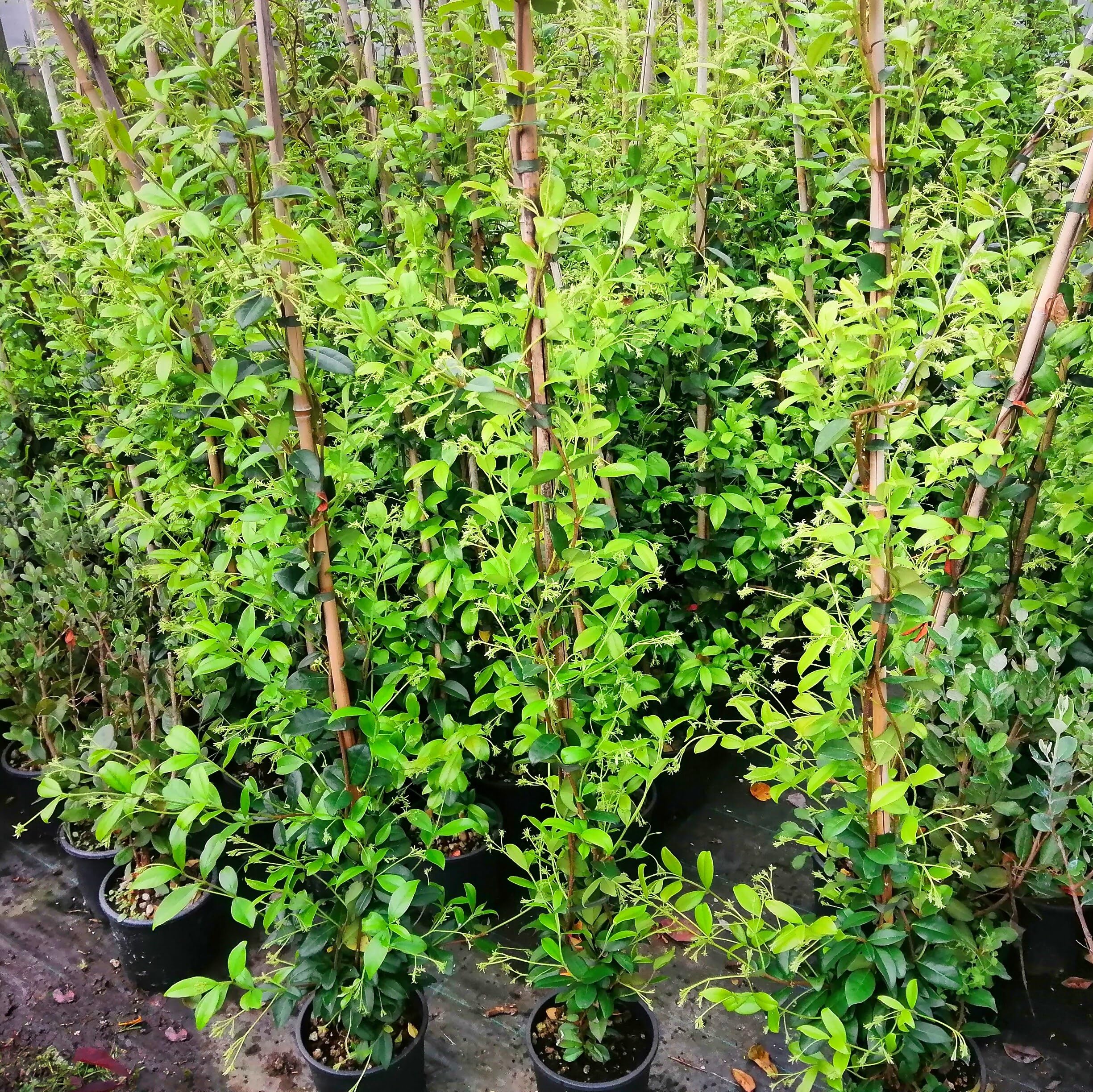 Gelsomino Rampicante, 10 piante alte 80/100 cm, vaso 16, per 8-12 metri di siepe