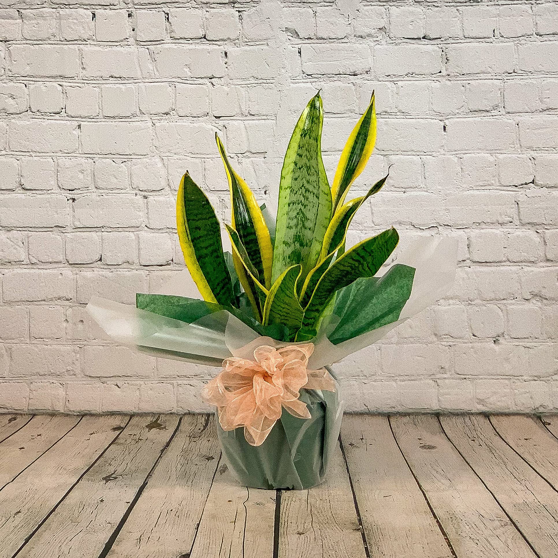 All Occasions Sansevieria Mother In Law's Tongue Houseplant Real Indoor Plant For Office Home Bedroom Kitchen Living Room Air Purifying