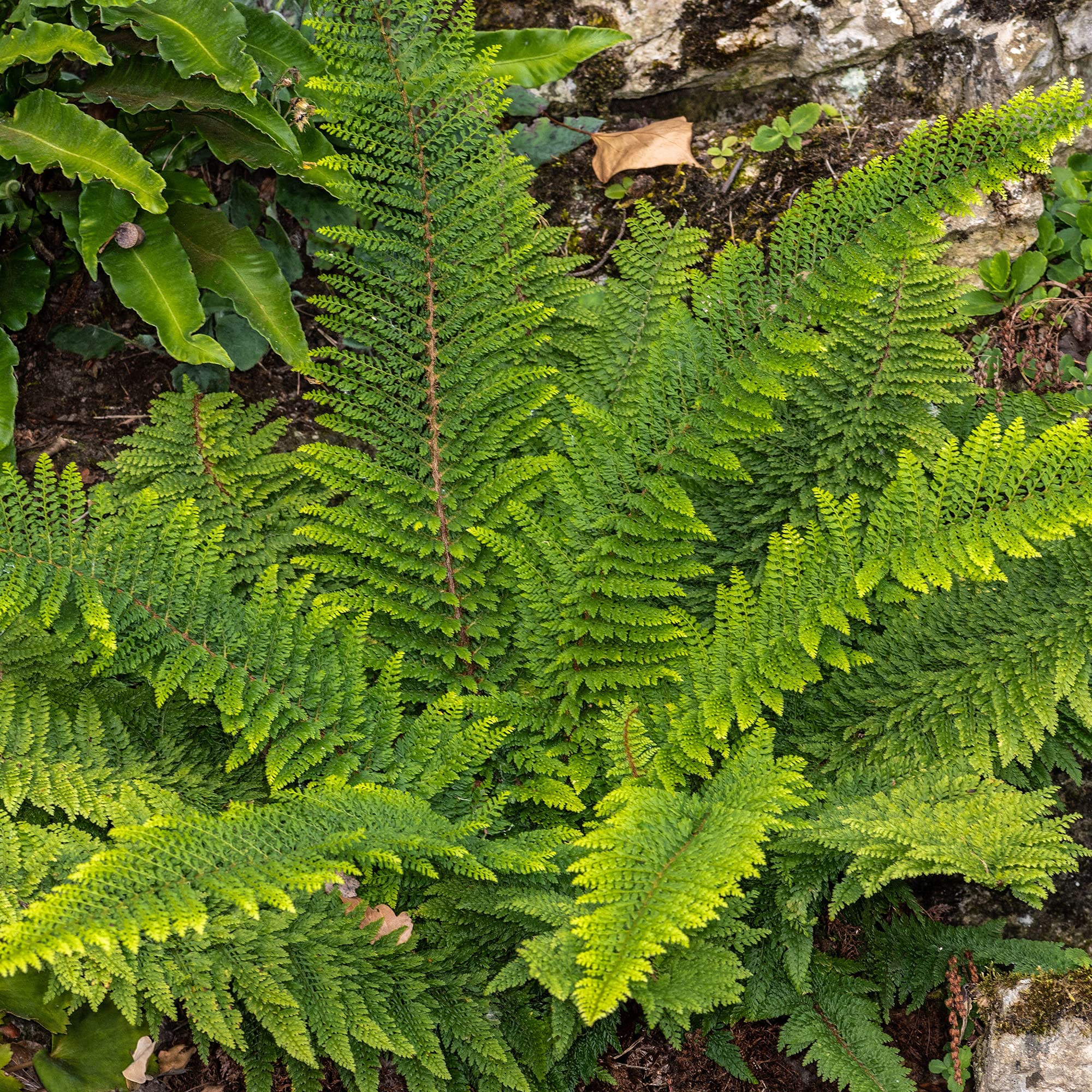 Polystichum setiferum Herrenhausen Soft Shield Fern Semi-Evergreen Outdoor Plant