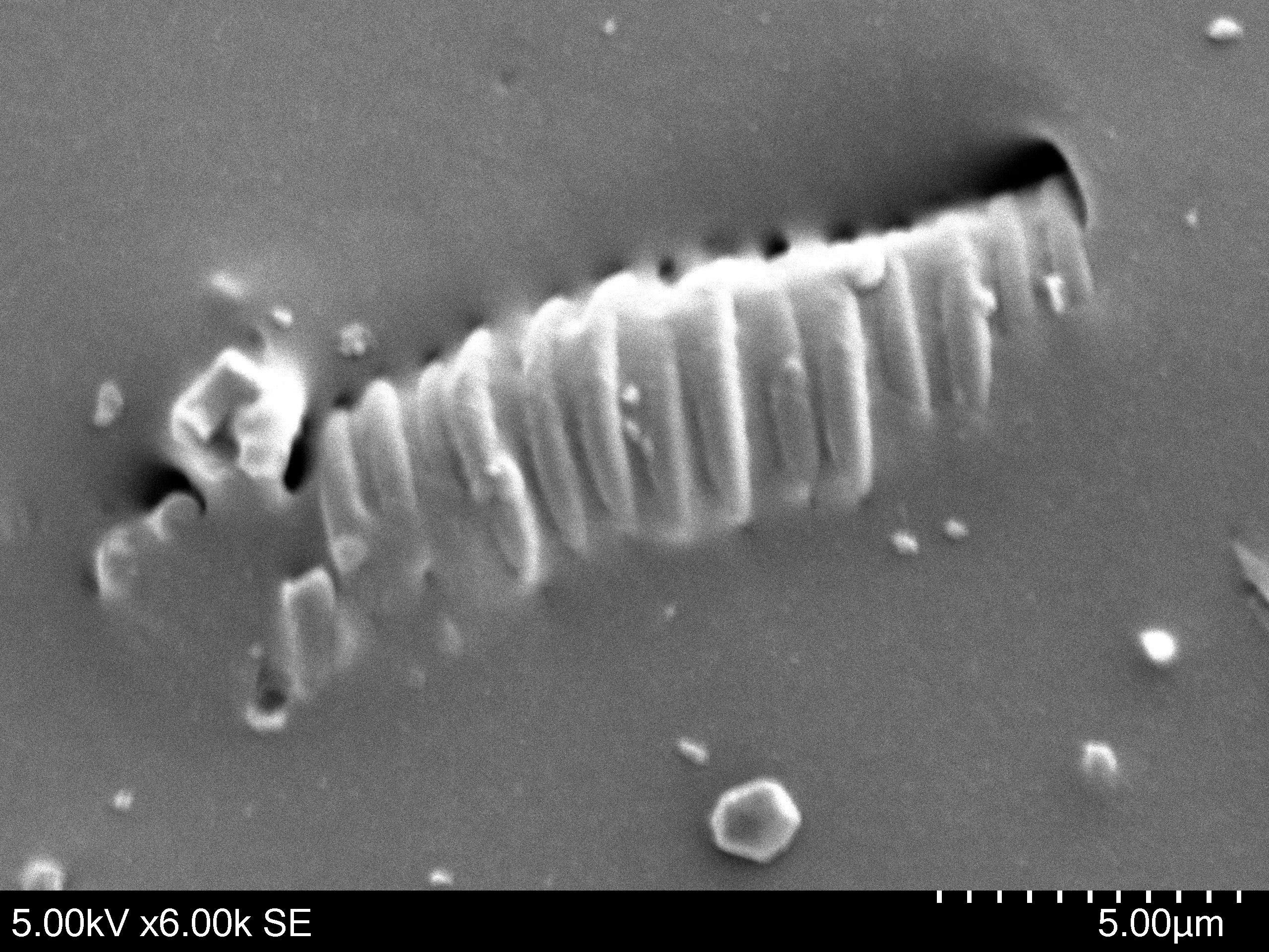 Amazon.co.jp: 電磁波防御 cmcbioペンダント : ファッション