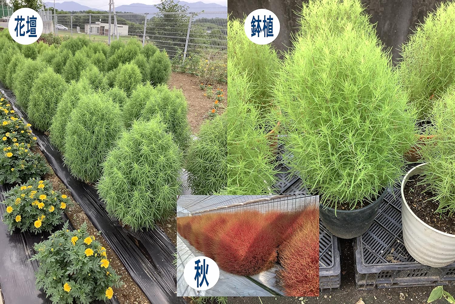 Amazon 福花園種苗 コキア選抜 もこもこ 種子10ｍｌ詰 緑 草