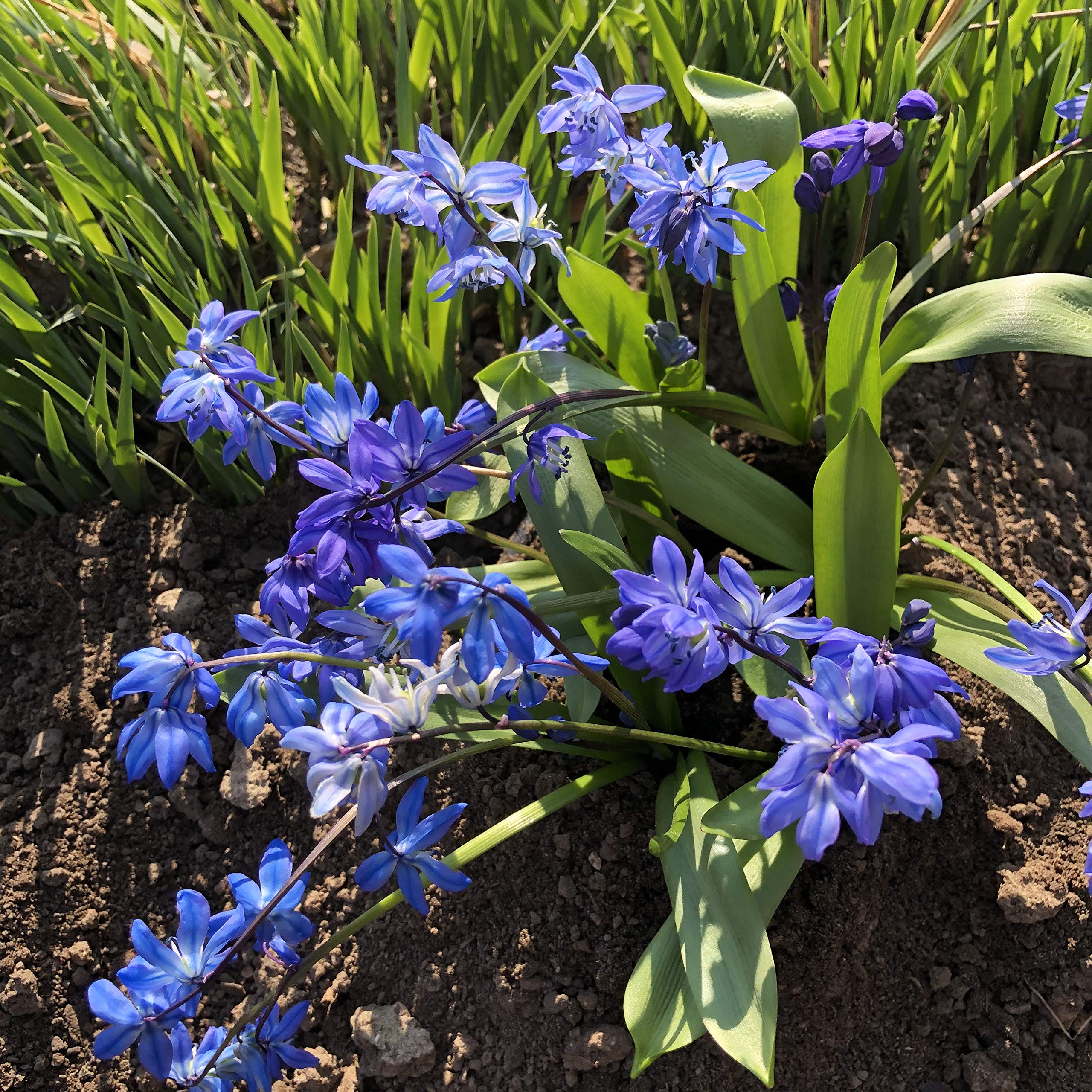 Blumenzwiebeln Scilla siberica Spring Beauty Sibirischer Blaustern Gr. 9/10 (50 Zwiebeln)
