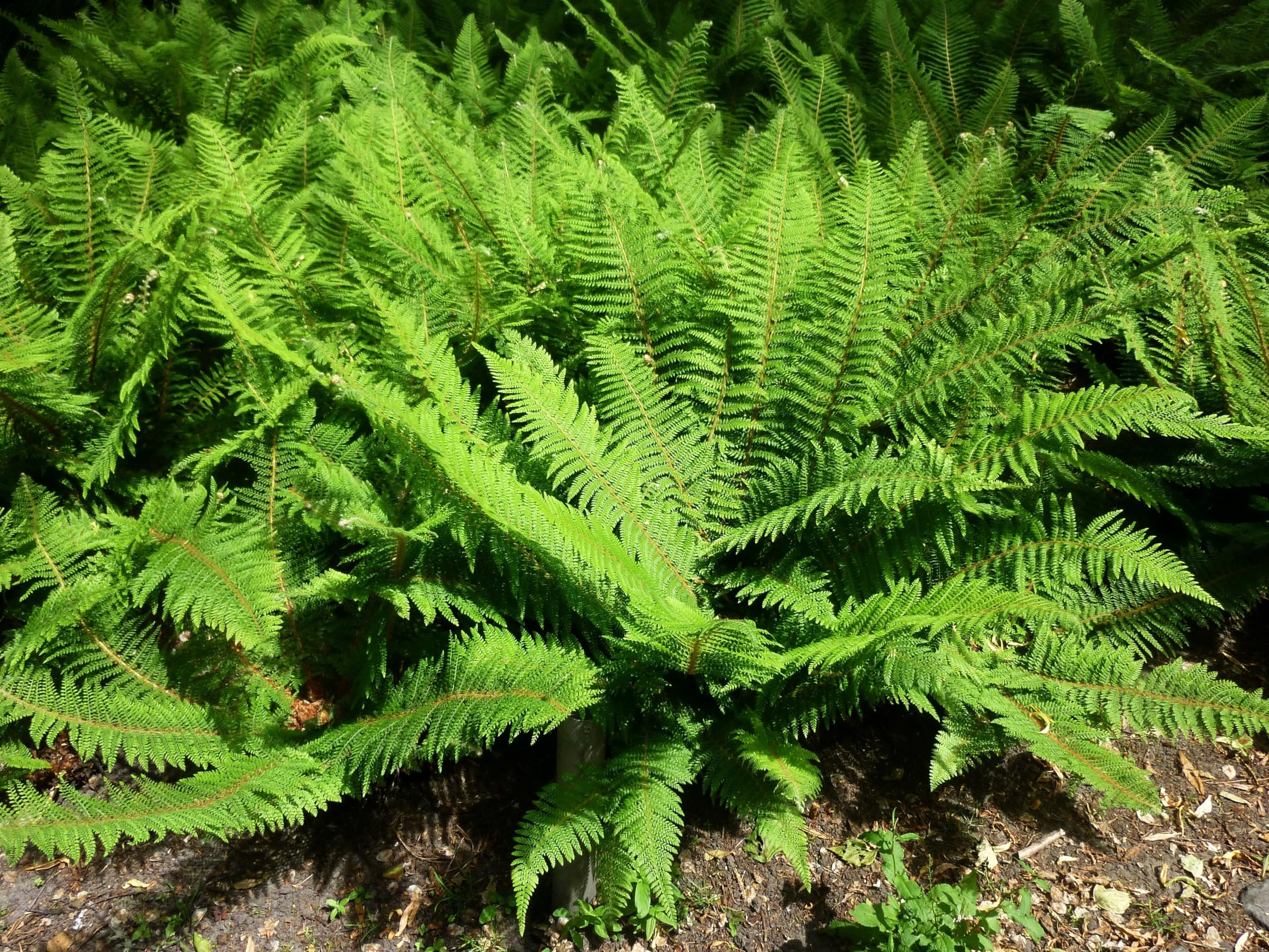 Stauden Gänge 1 x Polystichum setiferum 'Herrenhausen' im 1 Liter Topf (Farn/Winterhart/Wintergrün/Mehrjährig/Staude/Immergrün) Filigranfarn - Eleganz und Struktur für schattige Gärten