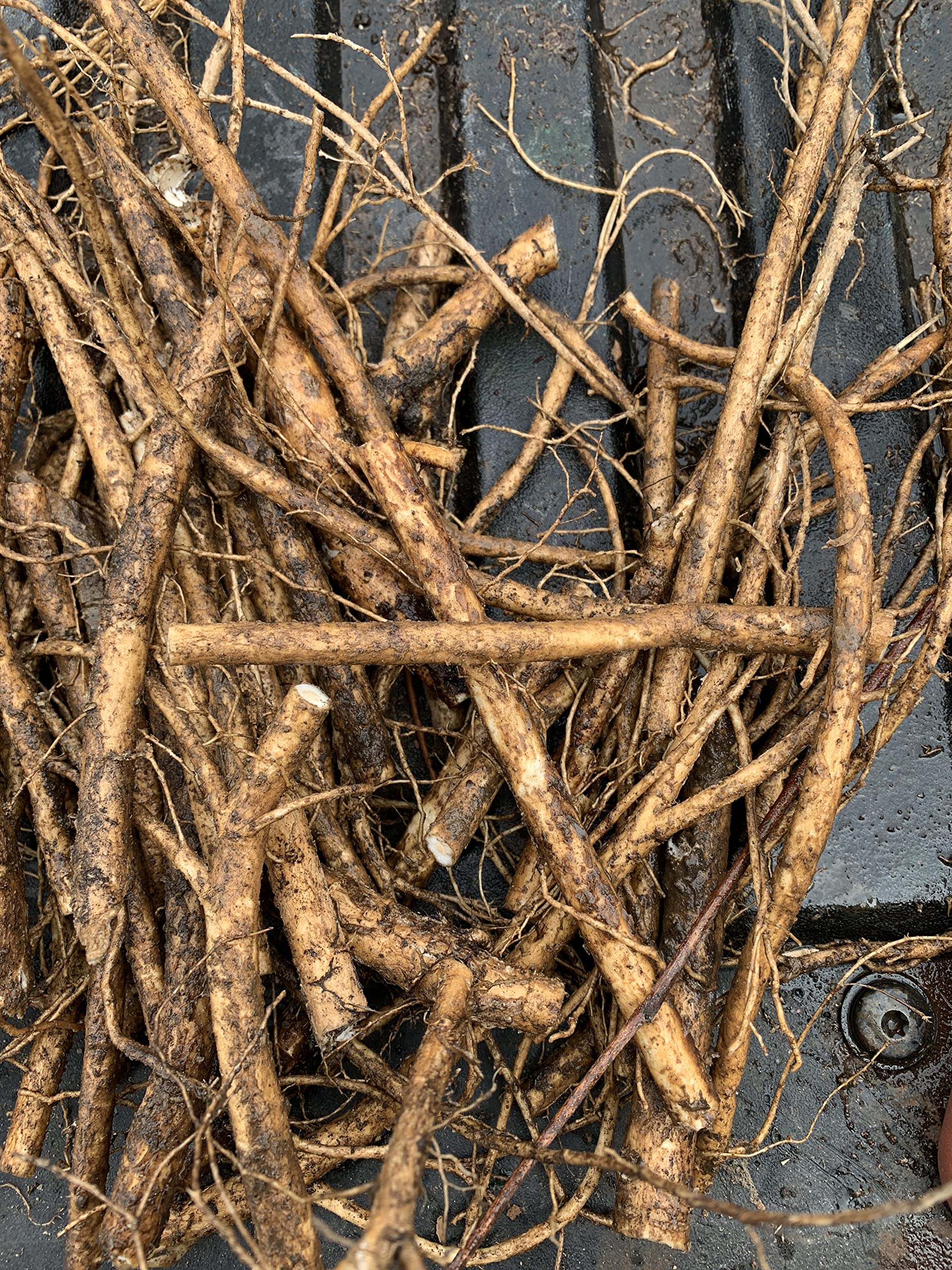 3 Root Scion cuttings of Aralia spinosa Tree, Devil's Walkingstick Rare Exotic Hardy