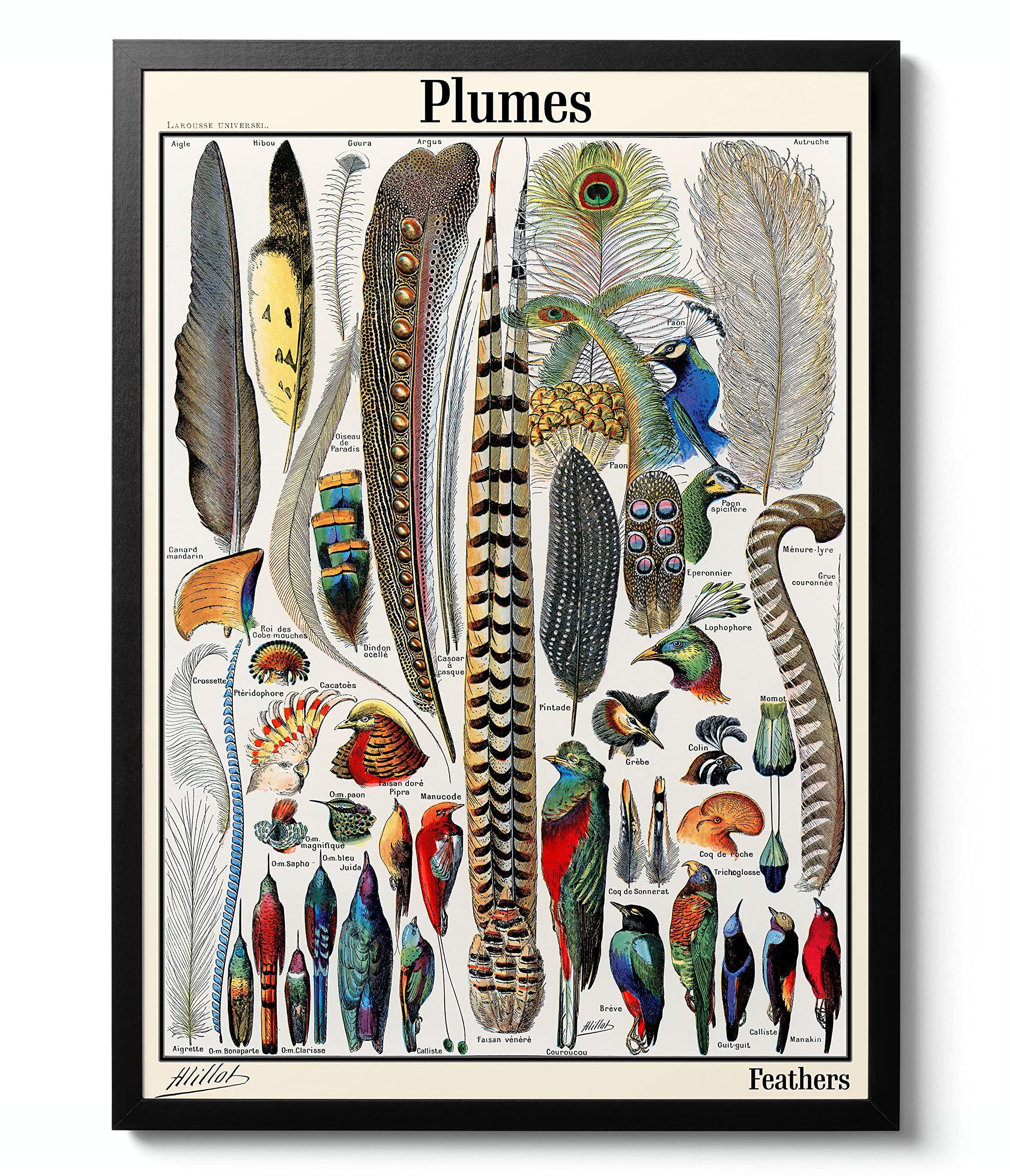 Bird Feathers, Adolphe Millot Poster, Botanical print, Wildlife Science Wall Art, Animal Nature Gift Idea, Archival Matte, A4 (Print Only) - 29.7x21cm