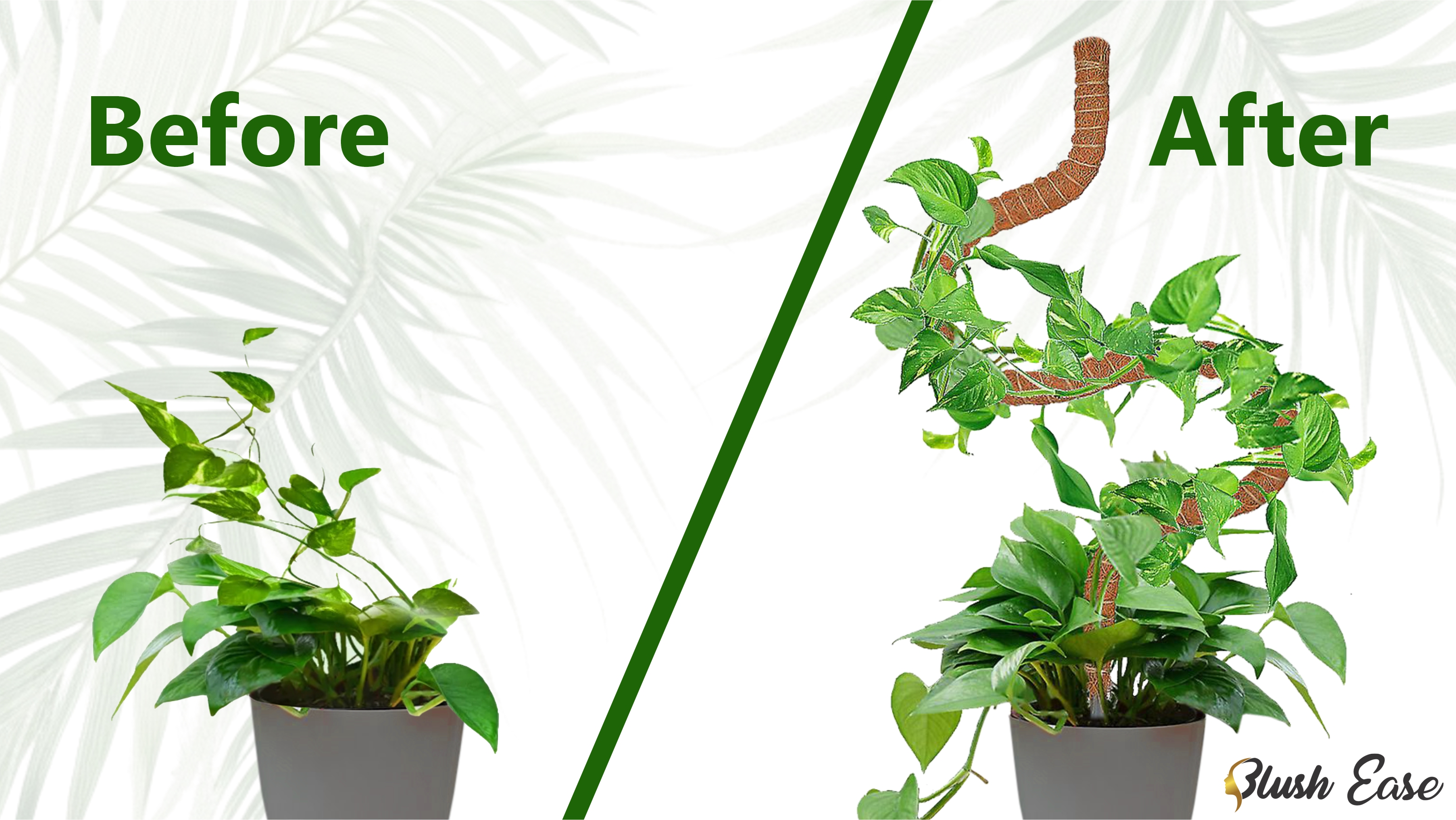 Amazon.com : 30 Inches Bendable 2 Pack Moss Pole Monstera Plant