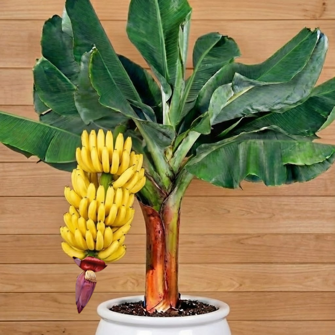 Amazon.com : 2 Truly Tiny Banana Trees Live Plants Well-Rooted