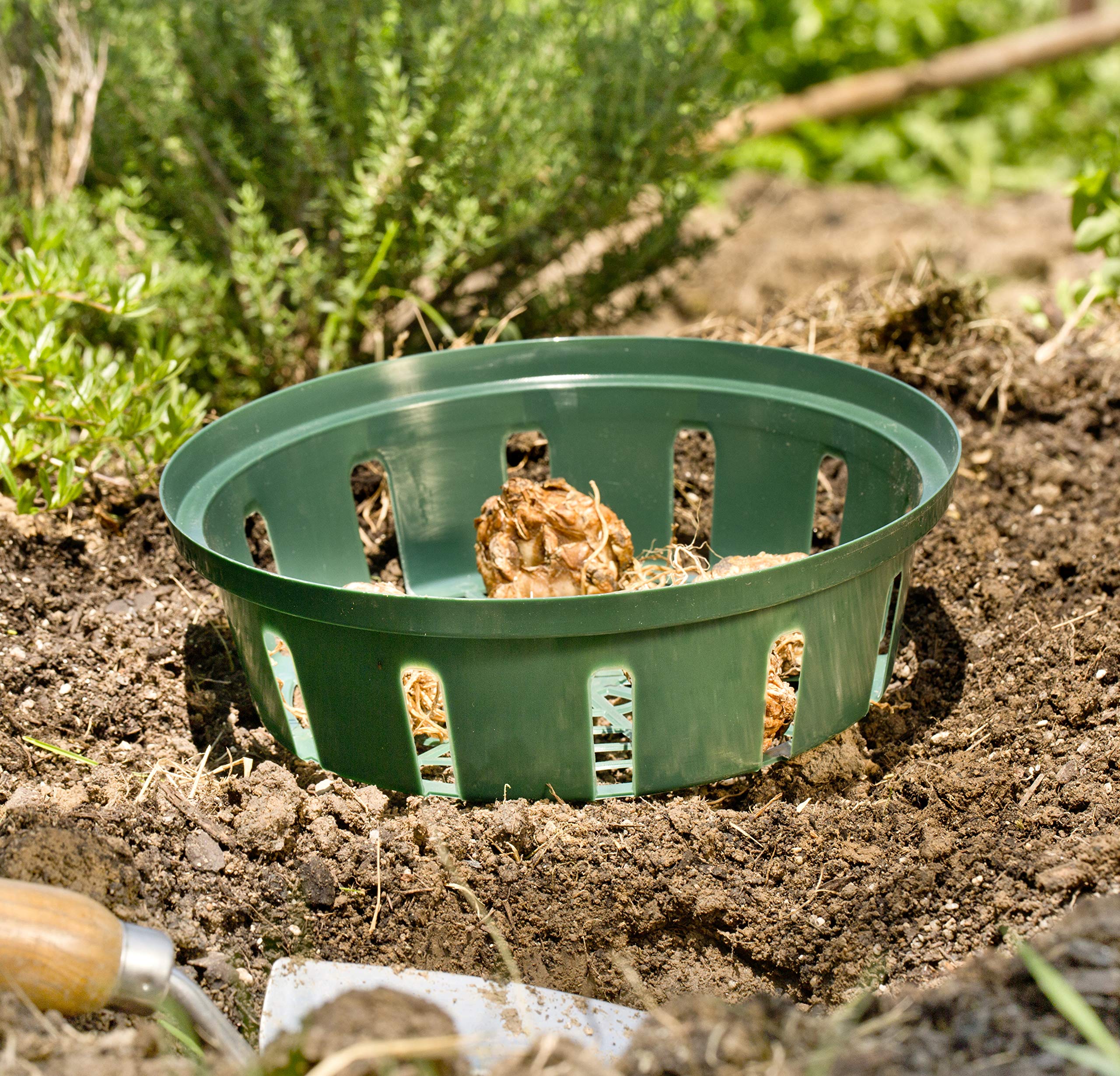 Windhager Miska do uprawy mieczyków, zielona, średnica 22 cm, 3 sztuki