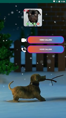 Tiny Dog Calling Fake Video Call Prank Black Pug