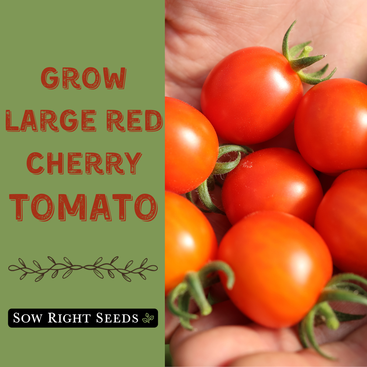 Amazon.com : Sow Right Seeds - Large Red Cherry Tomato Seeds for
