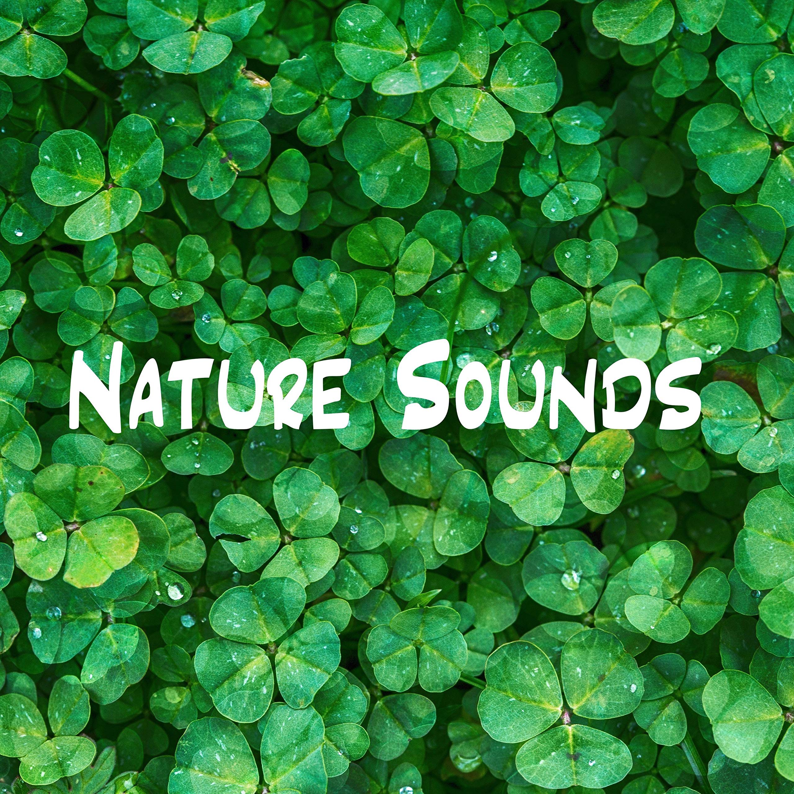 Nature Recordings & Nature And Bird Sounds