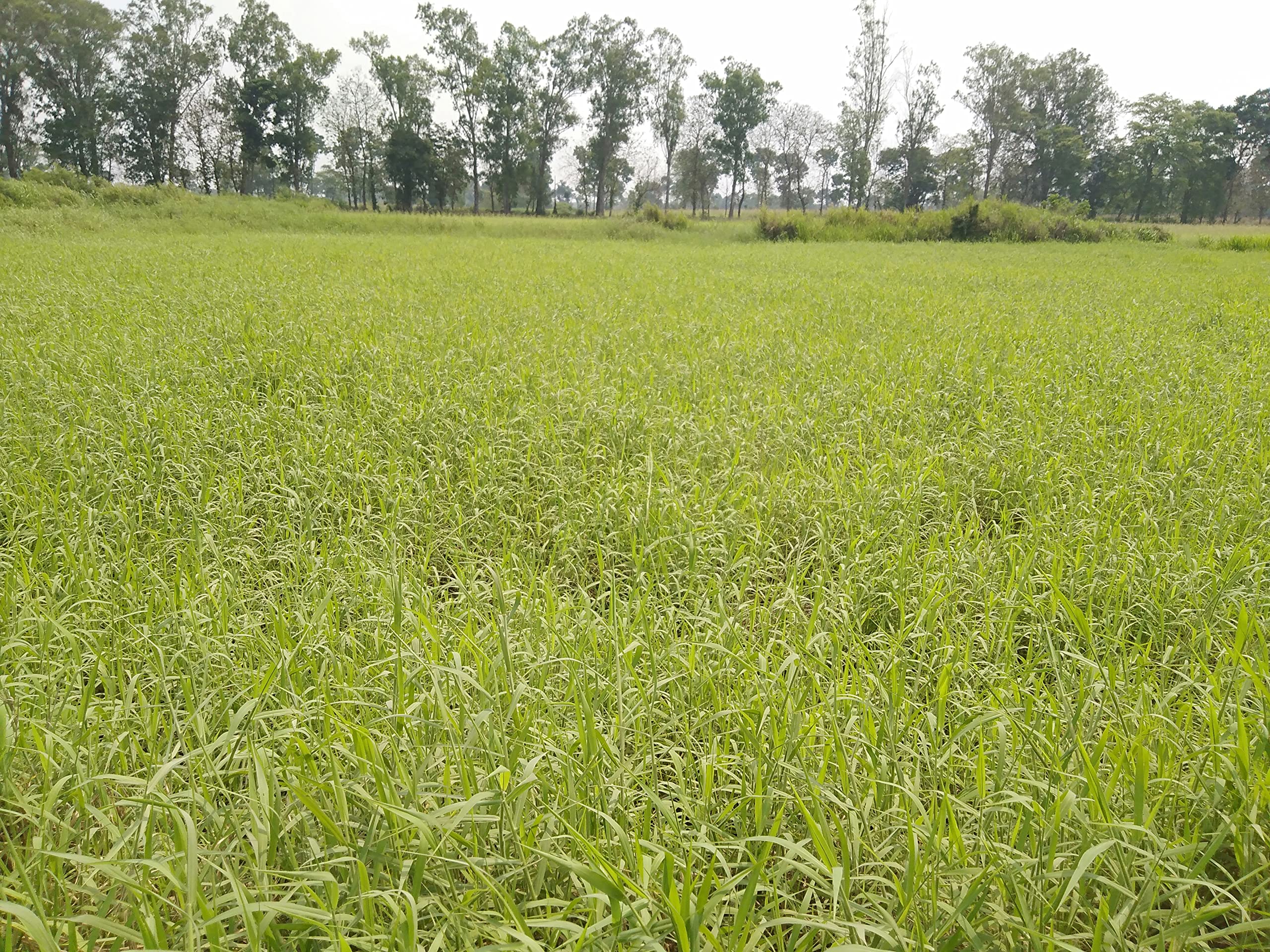 N.G.M. AGROCARE PARA GRASS Slips multi-cut for cultivation suited to poorly drained, swampy, flooded areas highly palatable nutritious forage, making hay or silage (Pack of 25Nos Fresh Grass Slips) (B0B2FT142M) Amazon Price History, Amazon Price Tracker