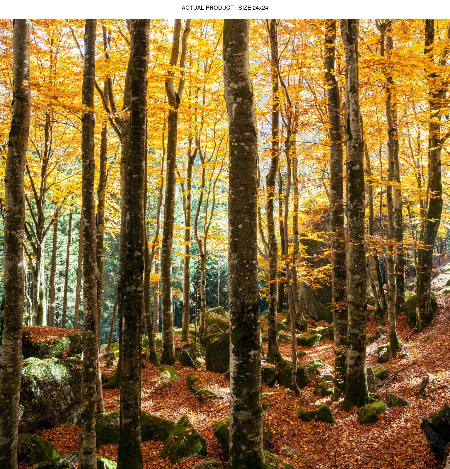 Windowpix 24x24 Inch Decorative Static Cling Window Film Fall Forest Path Printed on Clear for Window Glass Panels. UV Protection, Energy Saving.