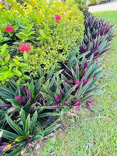 Miniatura 3 de TWO Outdoor Live Plants- Oyster Plant Purple & Green - Grows to Medium Height Outdoor Plant- Young Small Plant