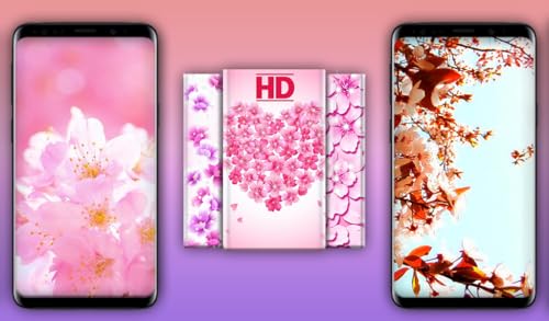 Cherry Blossom Wallpapers