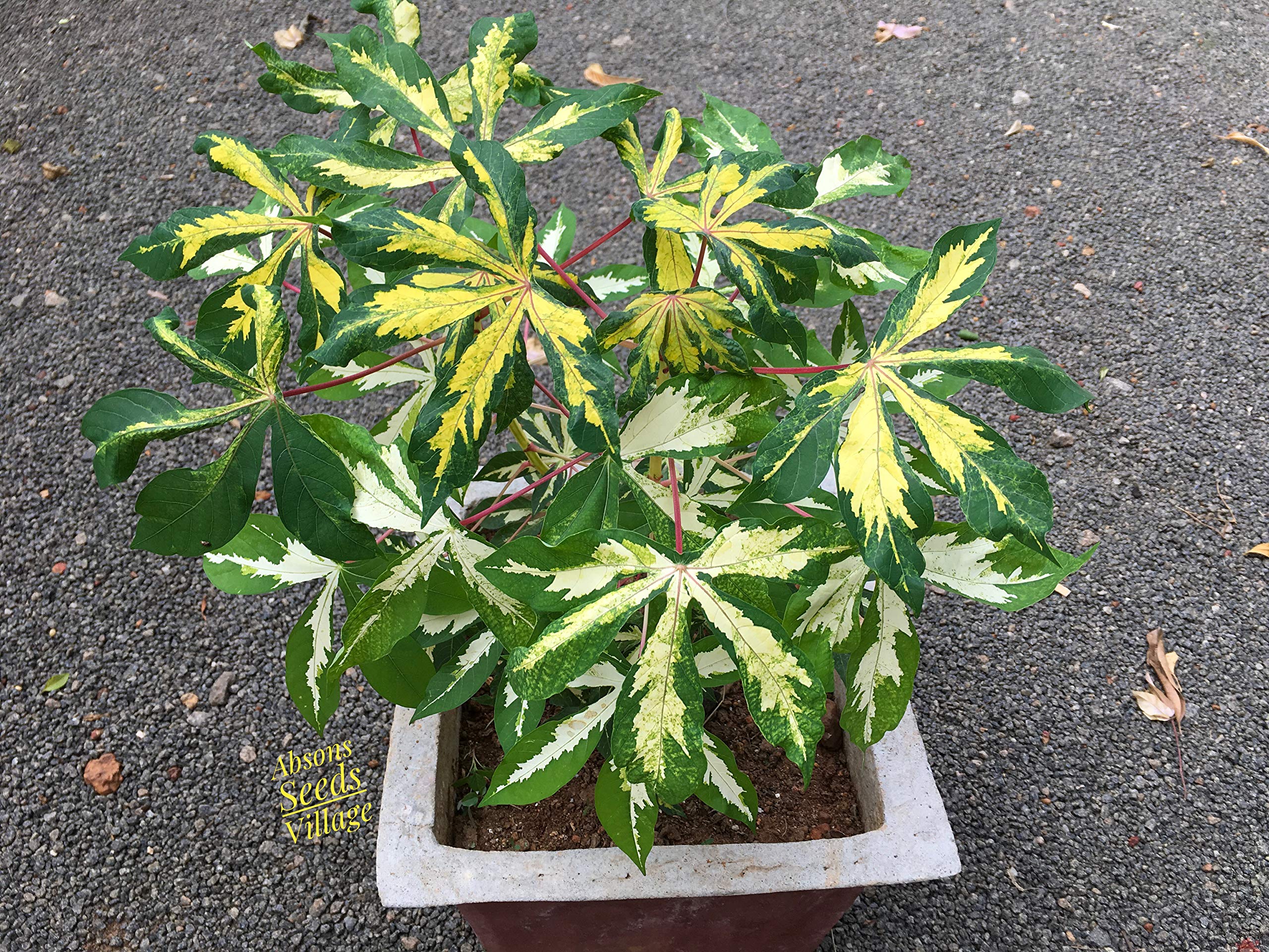 Tapioca Tree Seeds Grow Your Own Tapioca Seed Package: Tapioca Seed Manihot | Rare | Very ...
