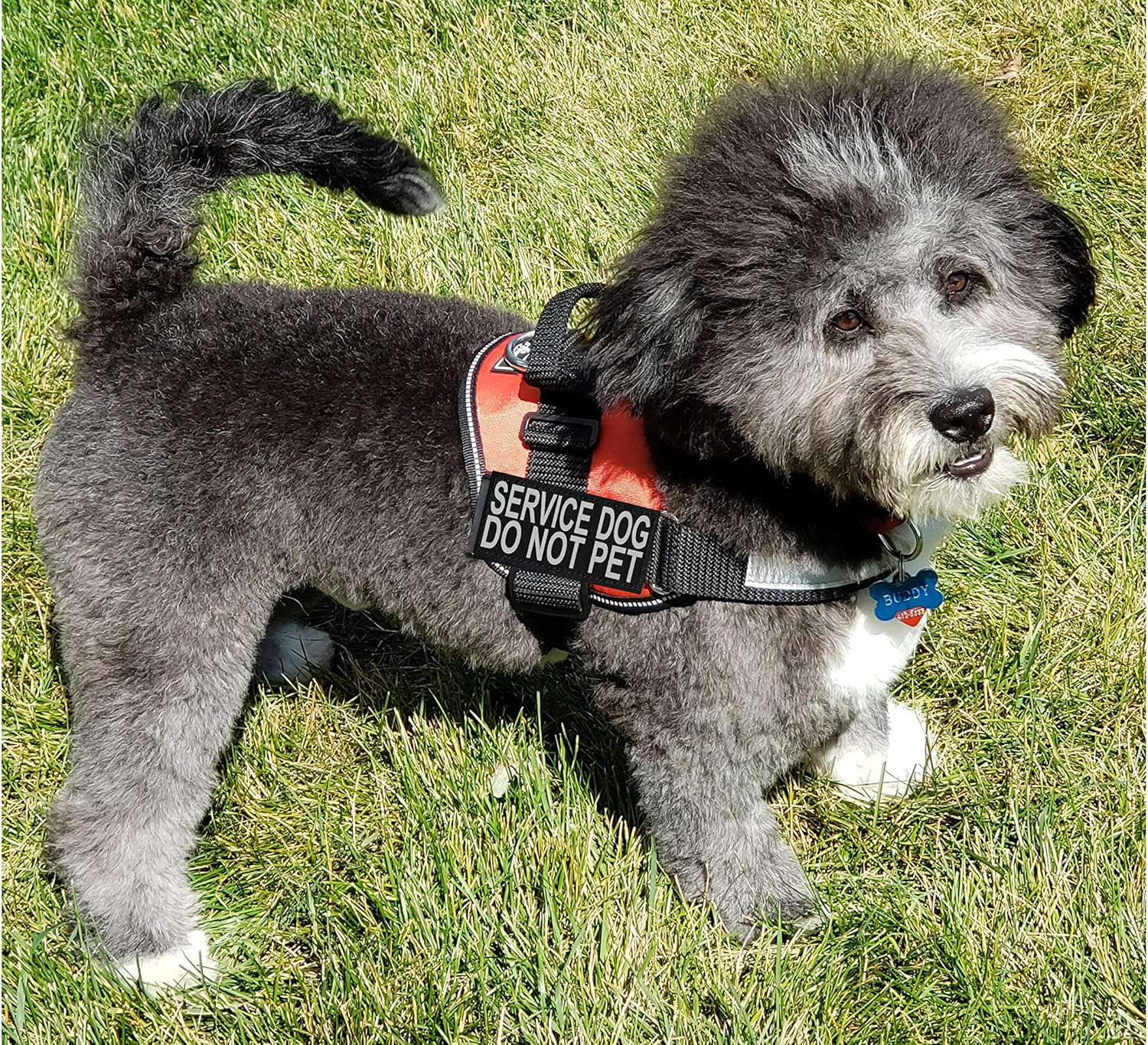 Doggie Stylz Service Dog Harness Vest Comes with 2 Reflective Service Dog DO NOT PET Patches. Please Measure Dog Before Ordering (Girth 12-16", Red)