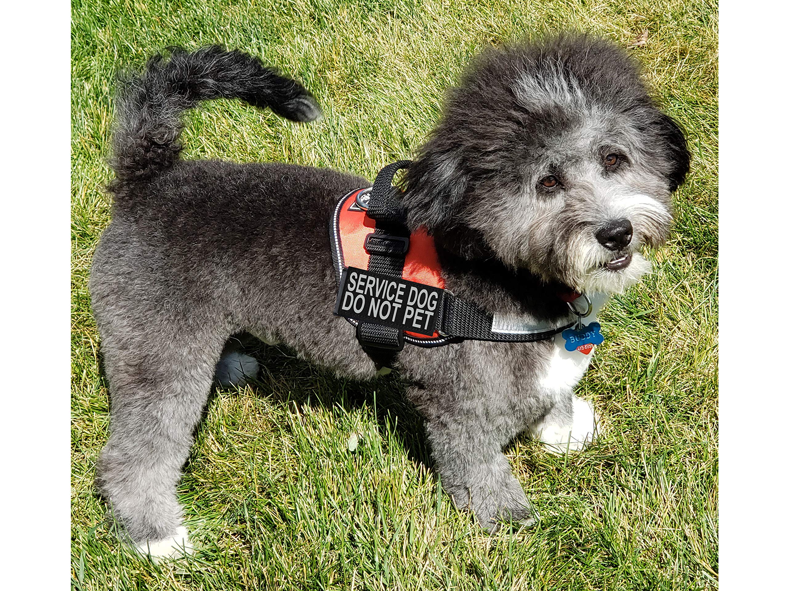 Buy doggie stylz service dog vest Hotsell Black Friday