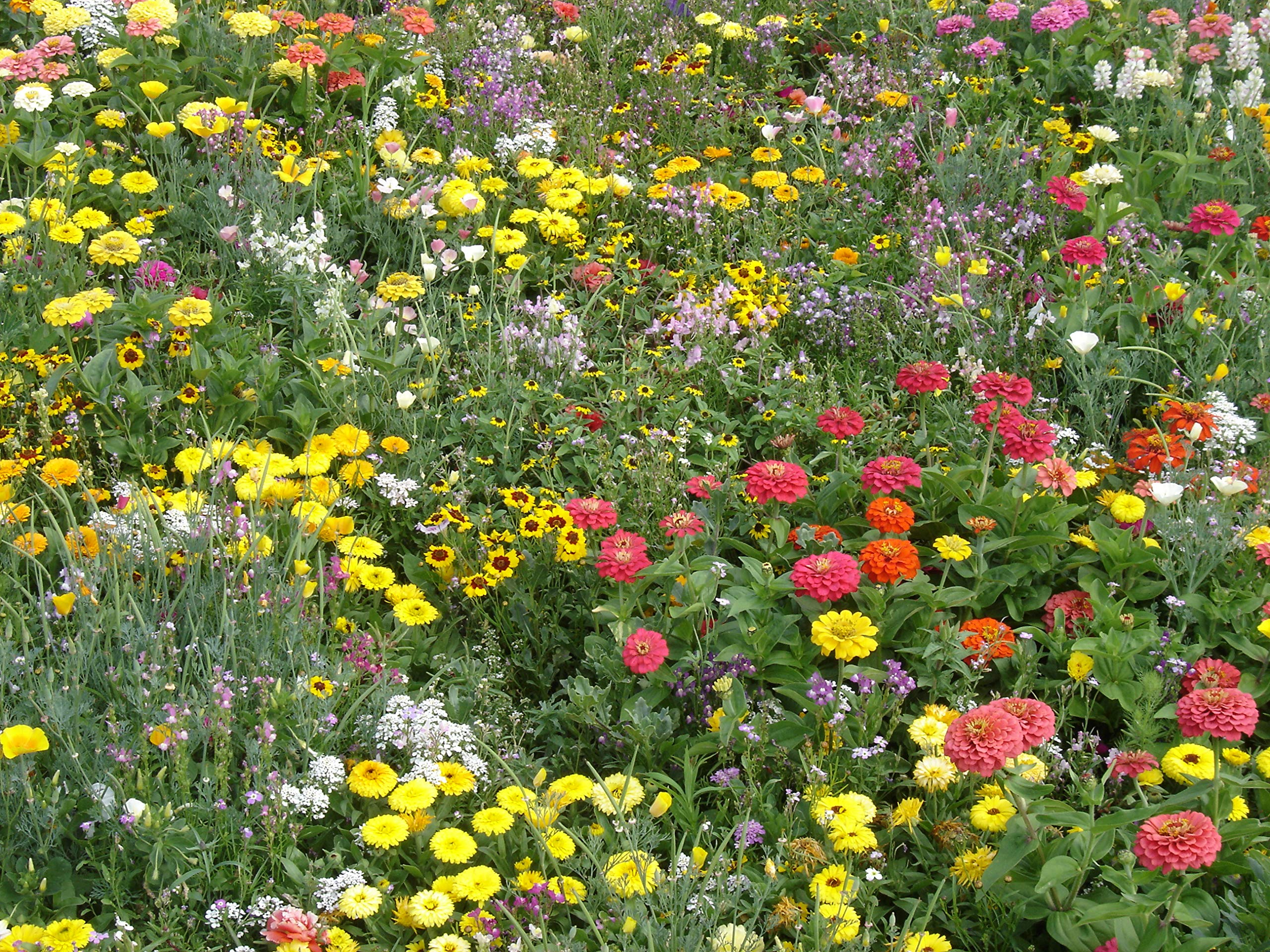 Blumenwiese Vielfarbiger Mini-Teppich Z901 (250 g)