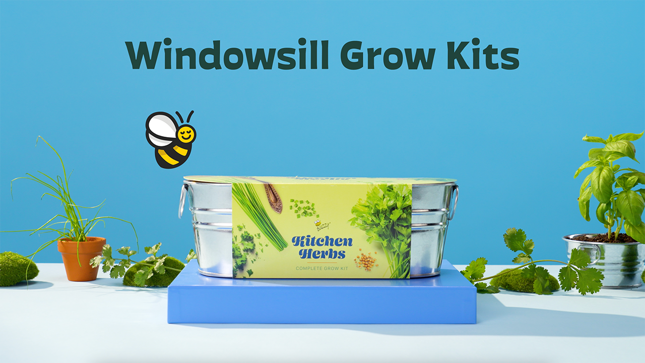Amazon.com : Buzzy Seeds My First Garden Kids Windowsill Grow Kit