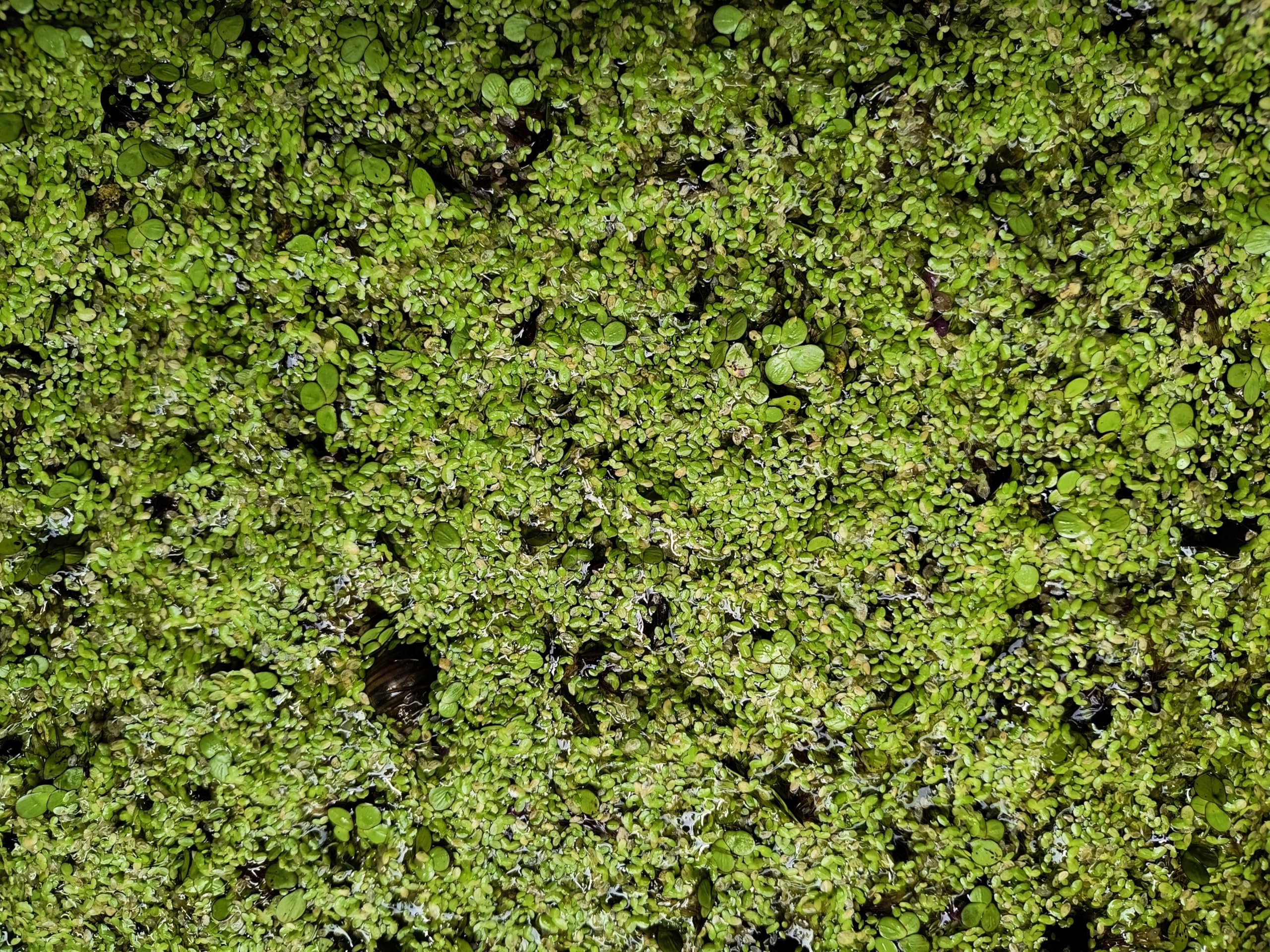 Gachwala Small Duckweed (Wolffia globosa) Live Plant | Watermeal Floating Plants for Pond/Aquarium | Natural Biological Filter | Smallest Flowering Plant (Pack of 1000+) (B0DBM6291D) Amazon Price History, Amazon Price Tracker