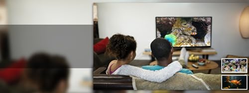 free clown fish aquarium HD - decore seu quarto com um lindo aquário em sua TV HDR 4K, TV 8K e dispo
