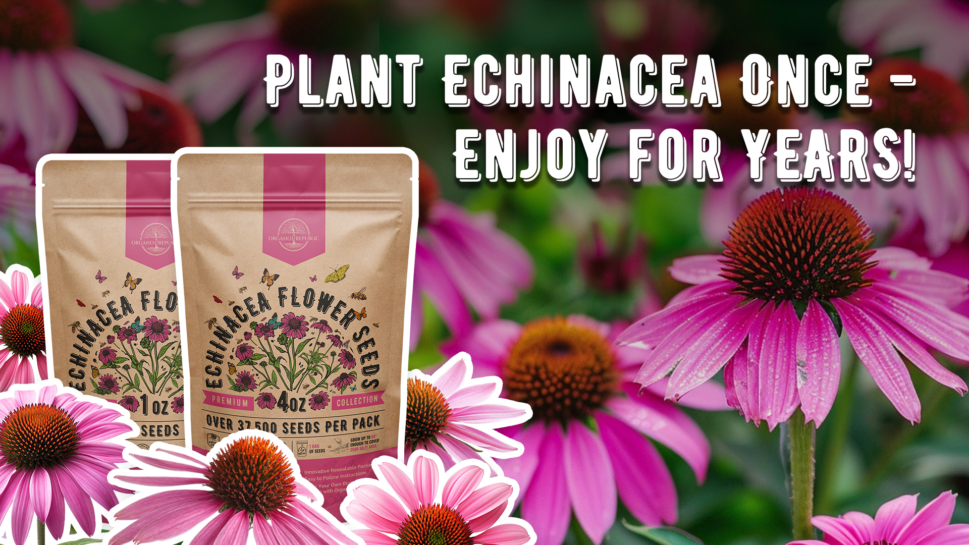 Amazon.com : Organo Republic Echinacea Seeds Pack 1 oz - Over