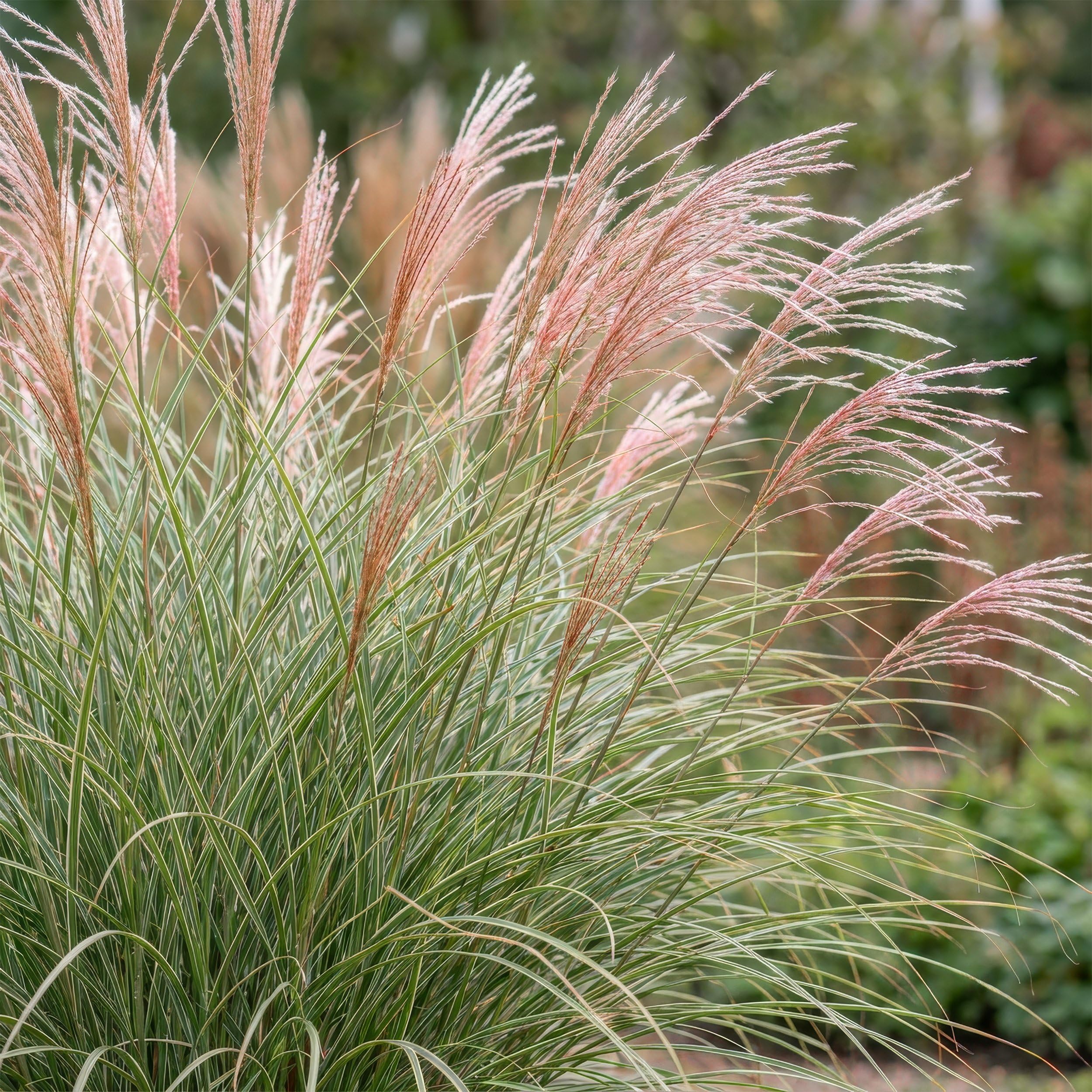 Miscanthus sin. Morning Light – trawa pampasowa – z kłosami – srebrna – 6 roślin - 15-25cm - Ø11cm - Roślina ogrodowa