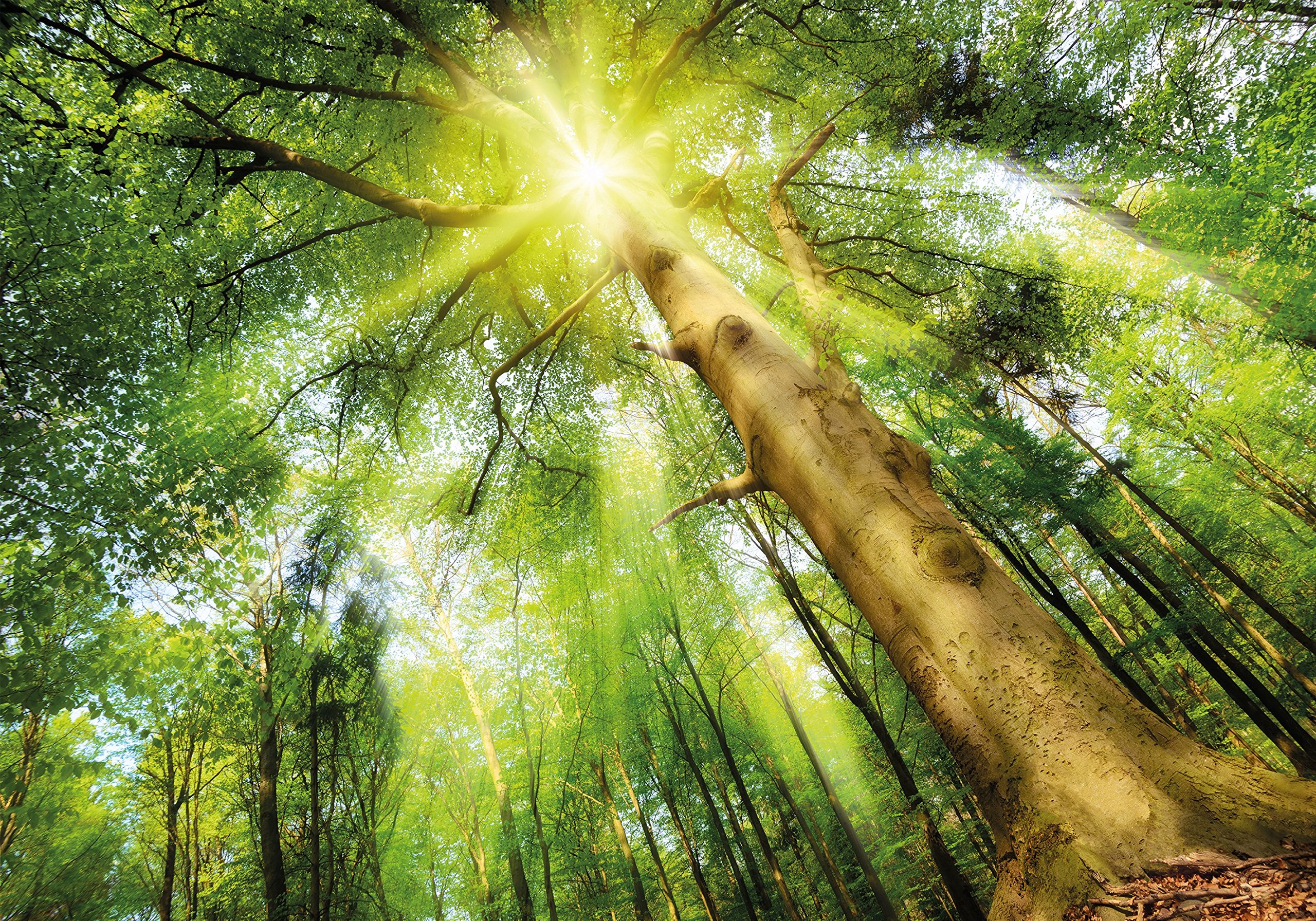 Affiche Poster 100x70cm Tableaux Image Photo Feuille Soleil Bohème Wall