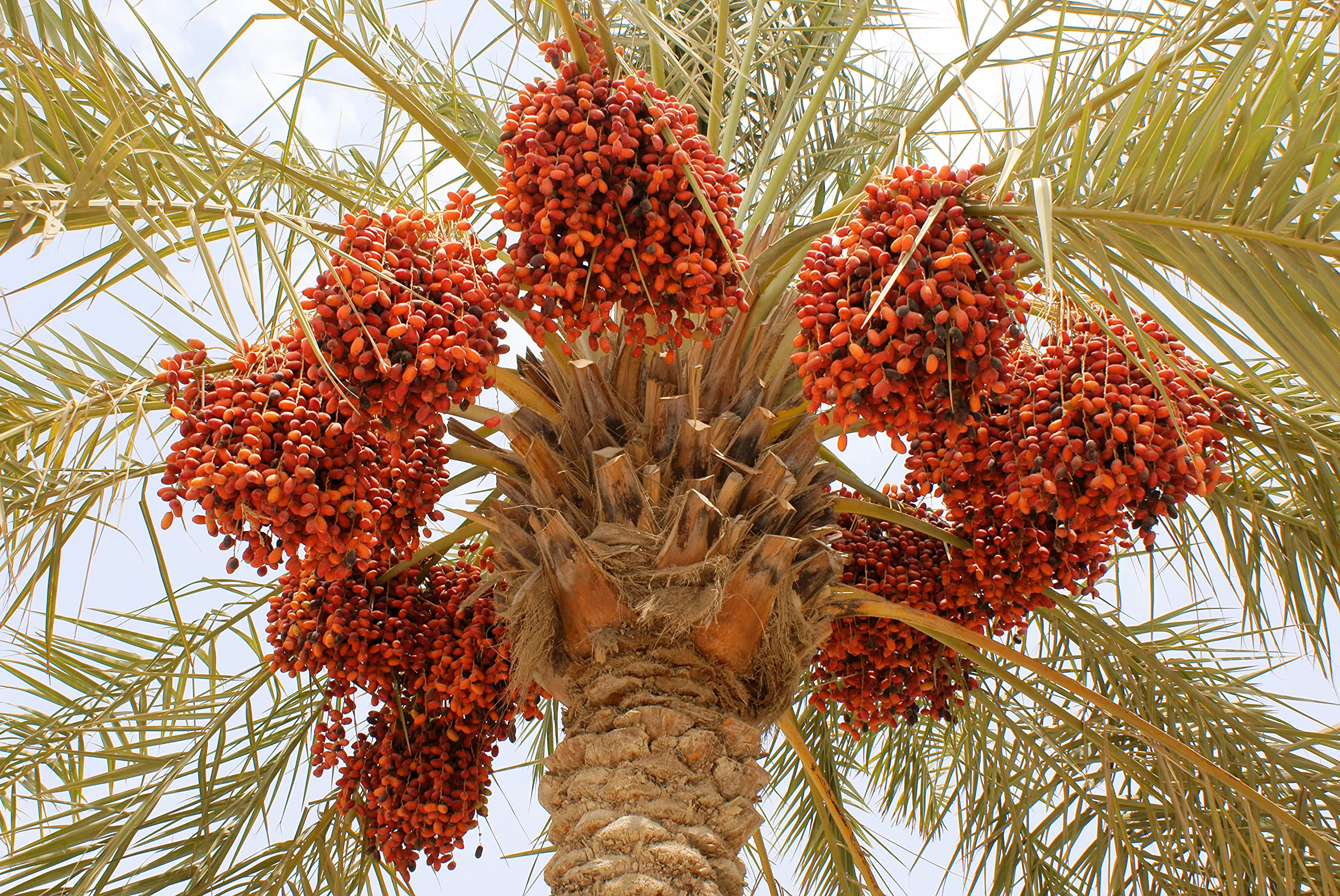 GREEN WORLD Date Palm/Khajoor Palm/Phoenix Dactylifera Seeds (100 Gms Seeds) (B0BFFBGHYR) Amazon Price History, Amazon Price Tracker