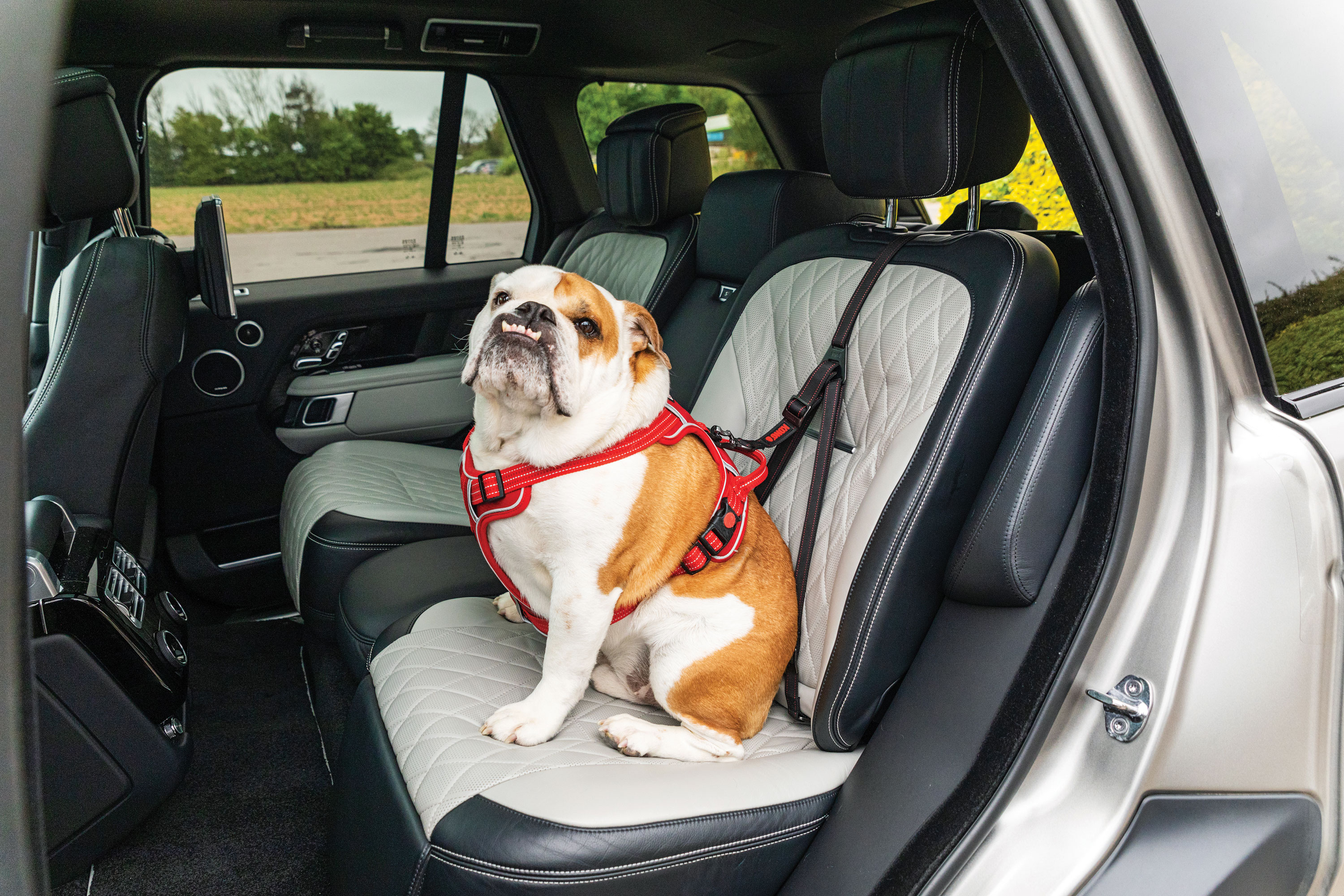 Watch KONG Ultimate Safety Tether on Amazon Live