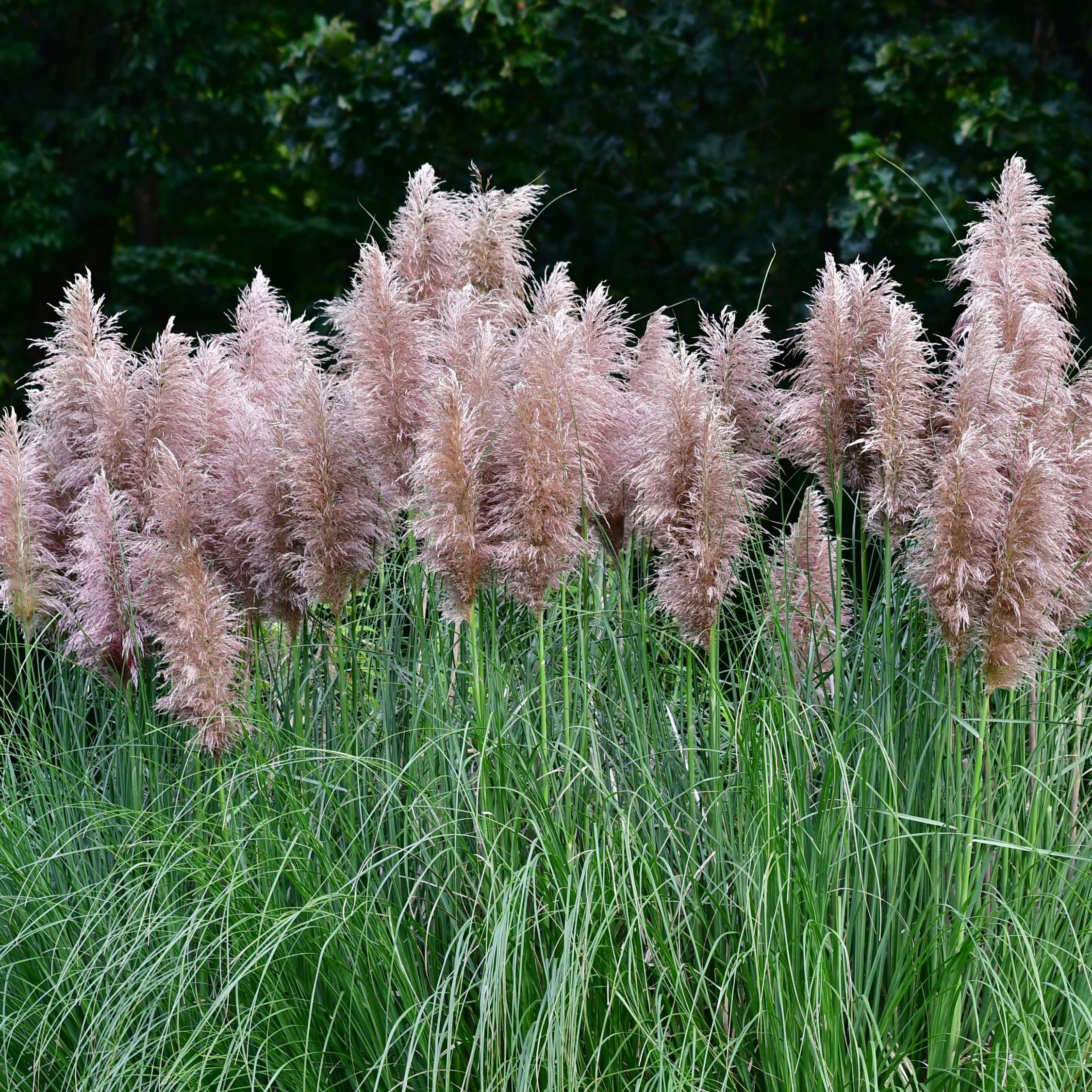 Plant in a Box - Erbe della pampa bianche - Mix di 6 - Rosa - Cortaderia selloana - Vaso 9cm - Altezza 25-40cm