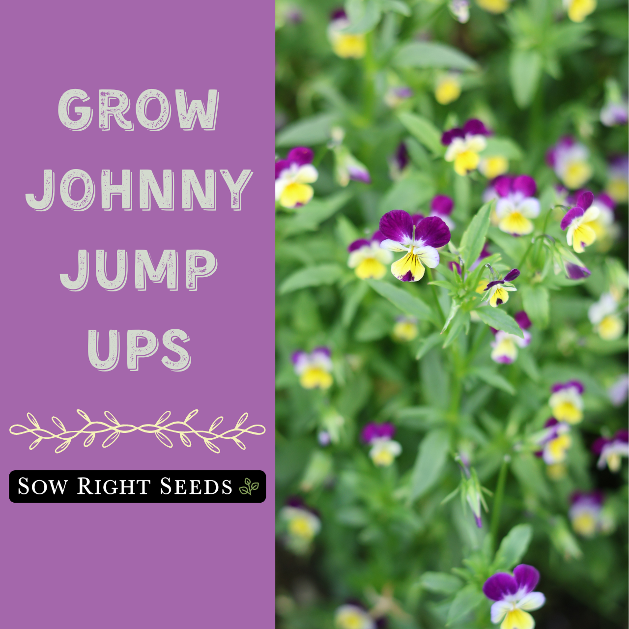 Watch Grow Johnny Jump Ups From Seed - Flower Seeds To Plant on Amazon Live