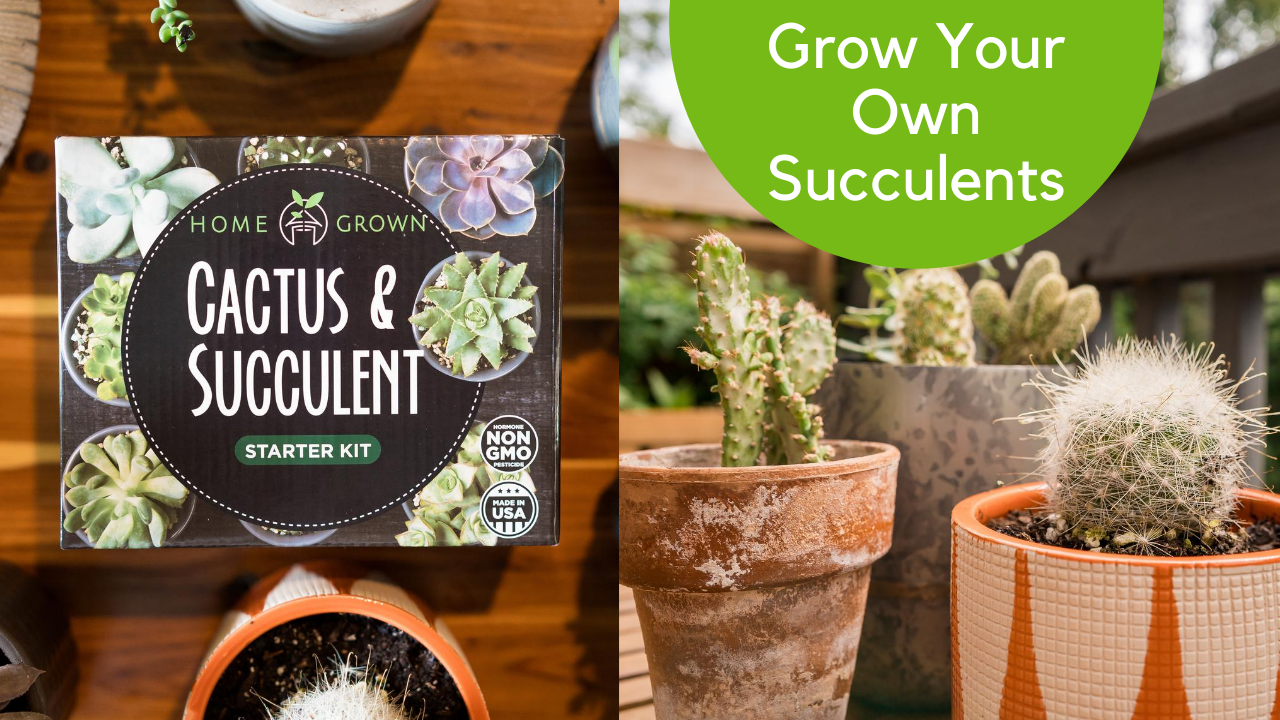 Amazon.com: HOME GROWN Succulent & Cactus Seed Kit for Planting   [Enthusiasts Favorites] Premium Cactus & Succulent Starter Kit: 4 Planters,  Drip Trays, Markers, Seeds Mix, Soil - DIY Gift Kits :