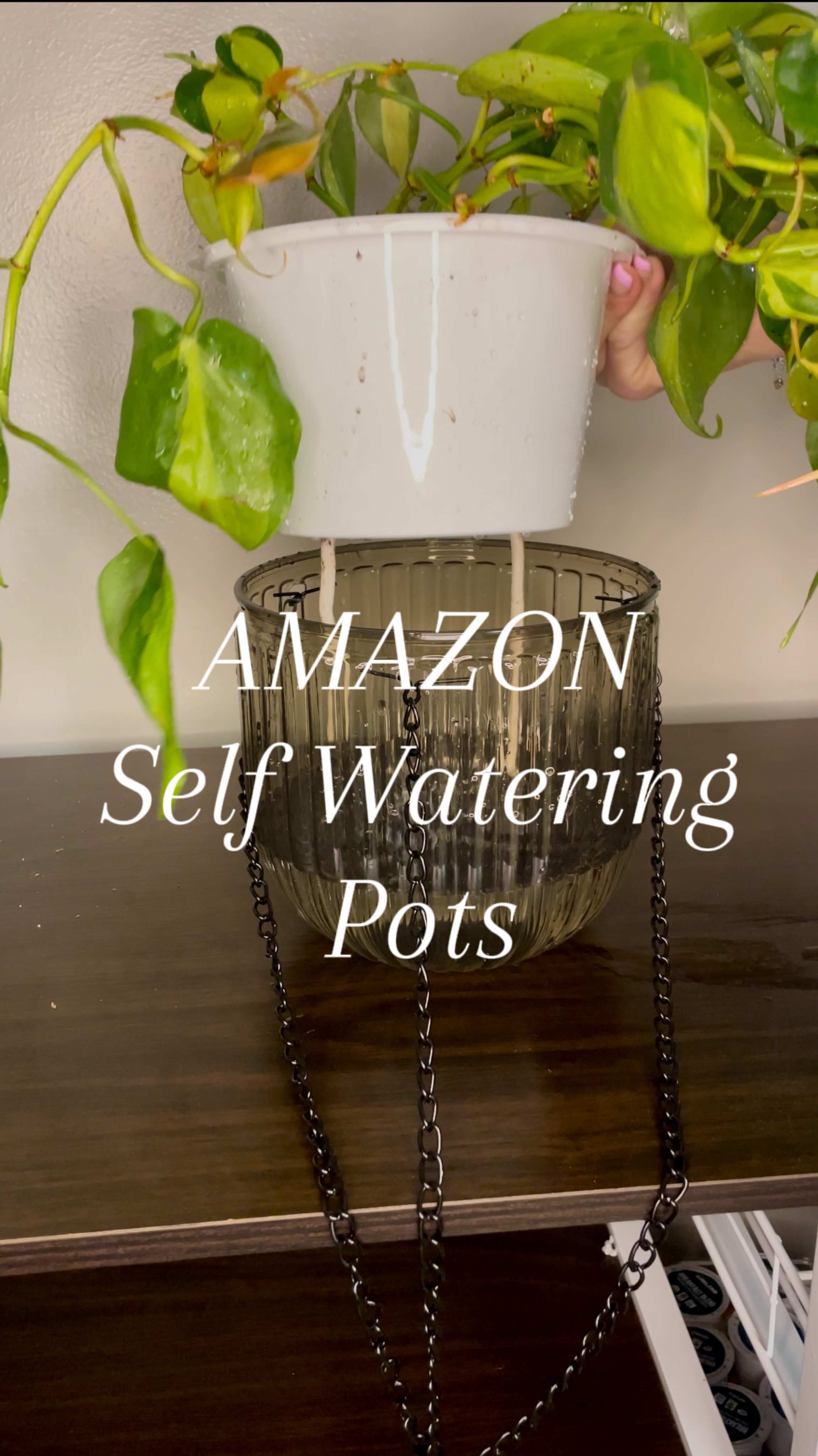 Self Watering Hanging Pots, Must Have ! on Amazon Live