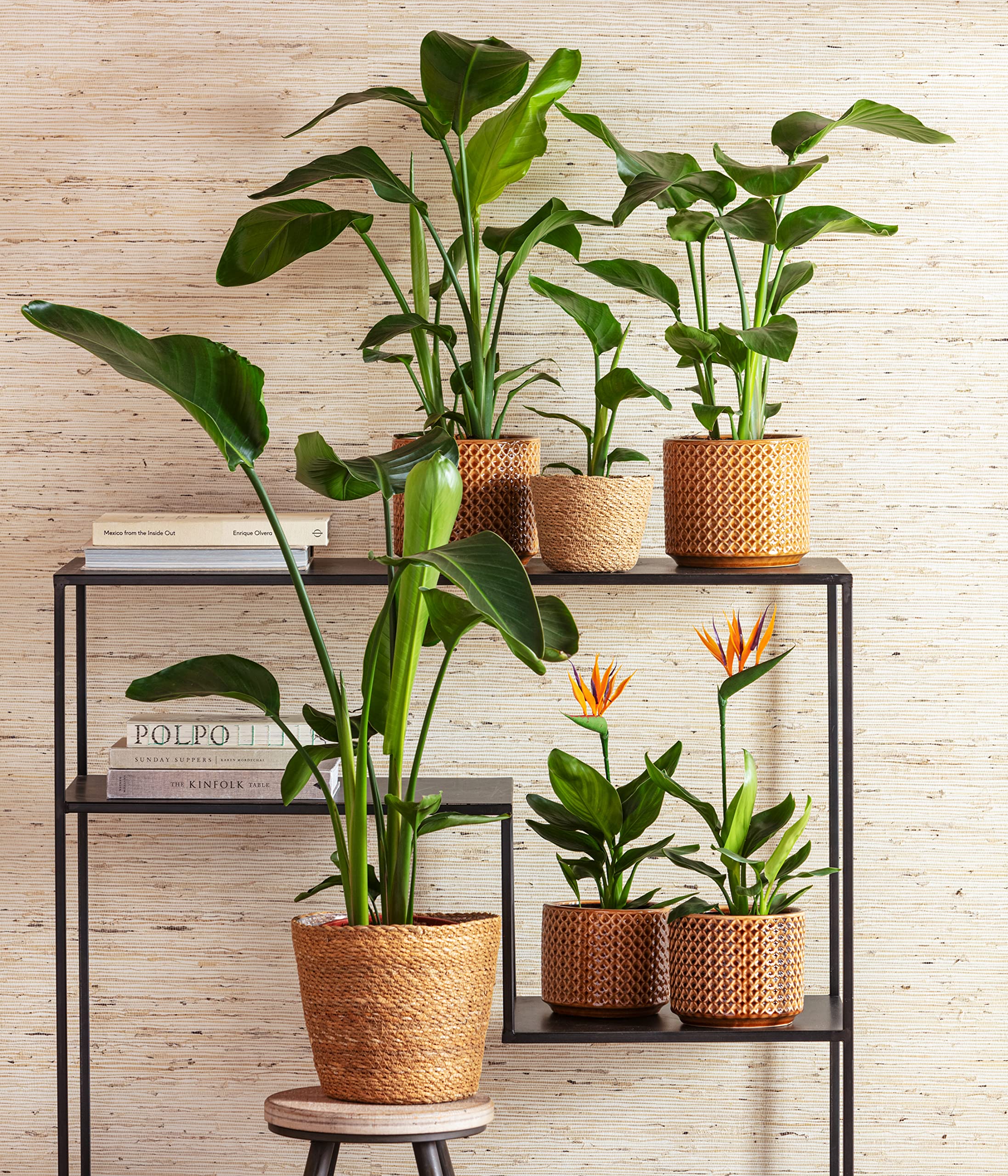 variegata de Philodendron Green Congo variegata  Online kaufen