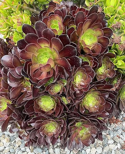 Miniatura 1 de 4 Cuttings Black Rose Aeonium Arboreum Zwartkop Succulent Cactus Plants Gift