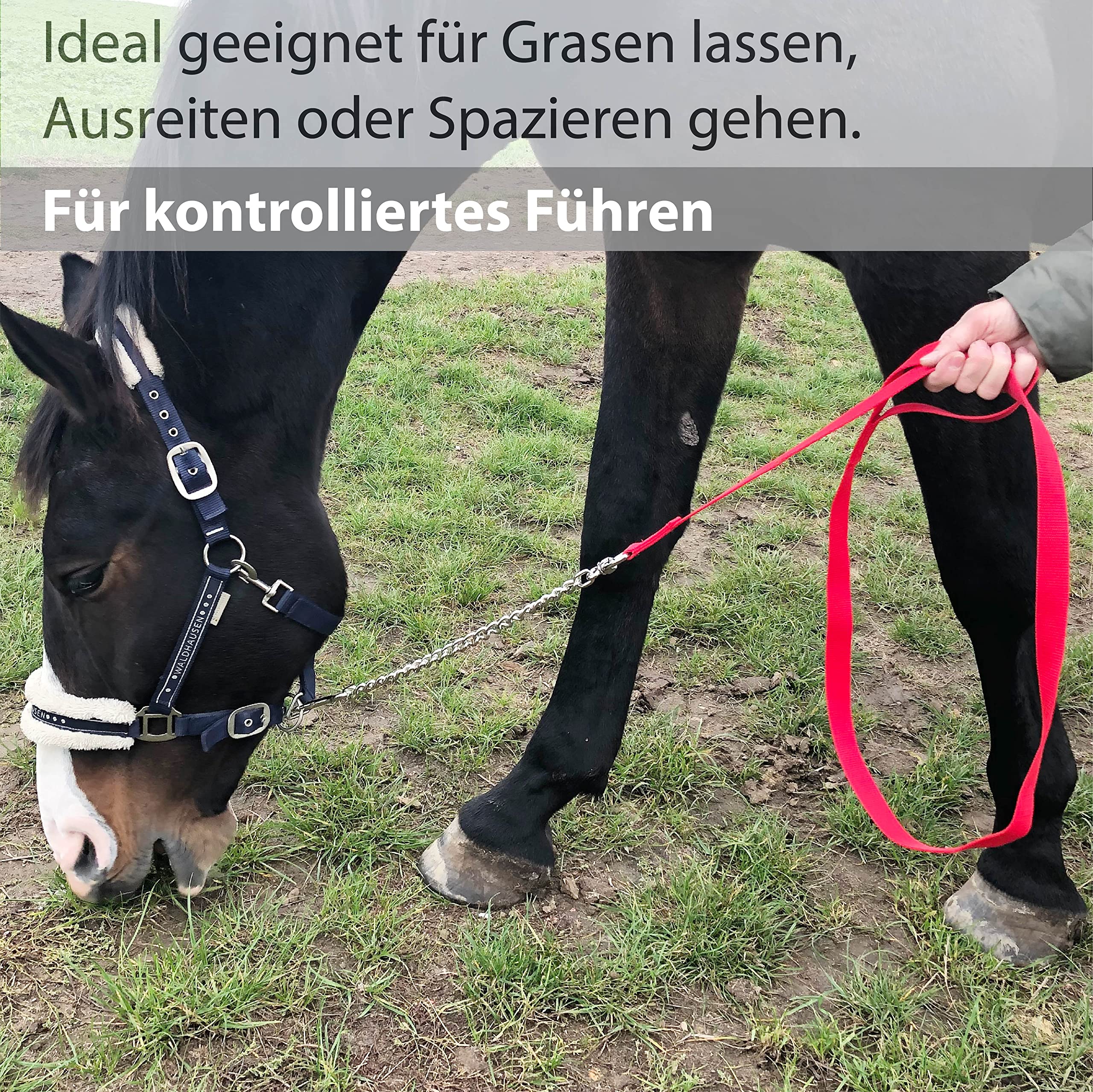 Catena di guida per cavalli | guida sicura con catena di ferro e manico in nylon | Guinzaglio adatto per stalloni cani pony asini | Lunghezza 2,10 m (rosso)