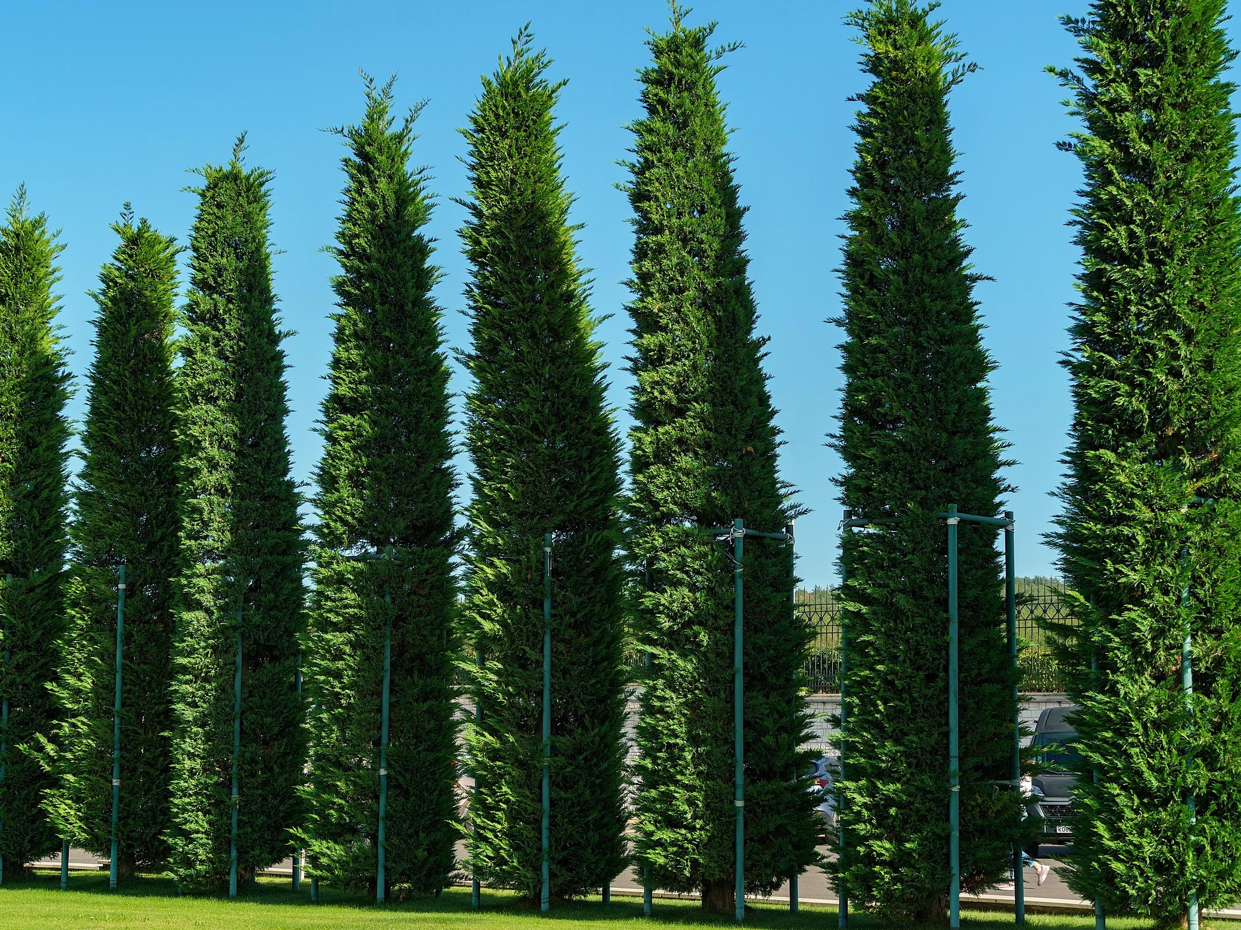 Greenwood Nursery Murray Cypress 2-Pack