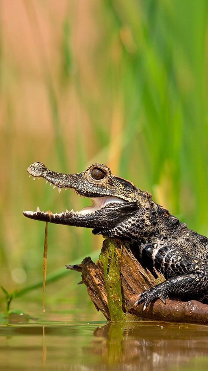 Crocodile WallpapersAmazon.inAppstore for Android