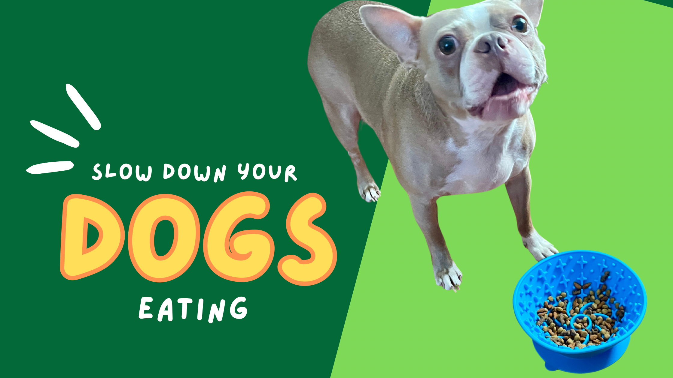 Photo inspiration: Visual Reference: Watch Keeps Your Dog From Eating Too Fast On Amazon