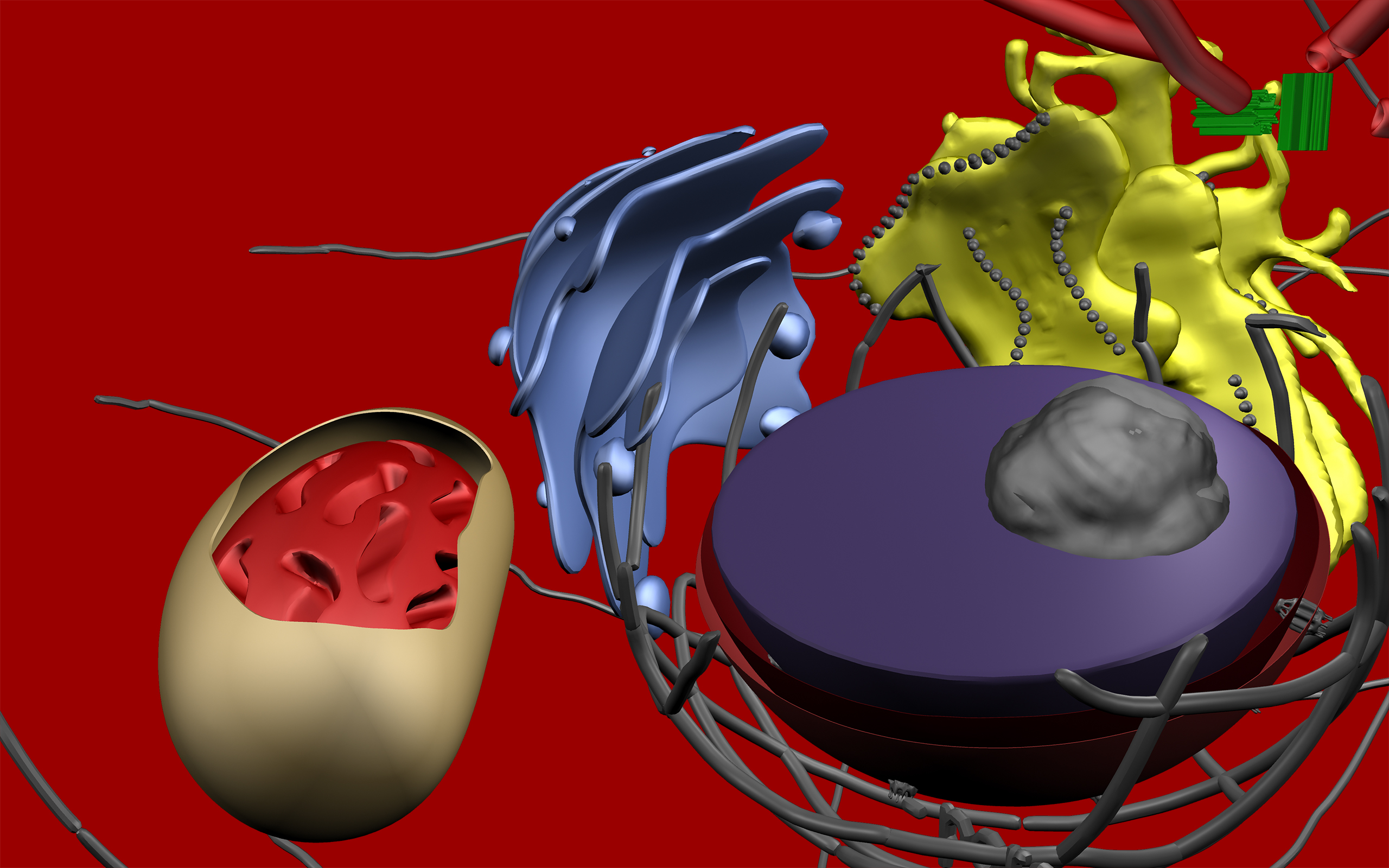 Cell Structure in 3D Virtual Reality (Animal, Plant, Prokaryotic) - App ...