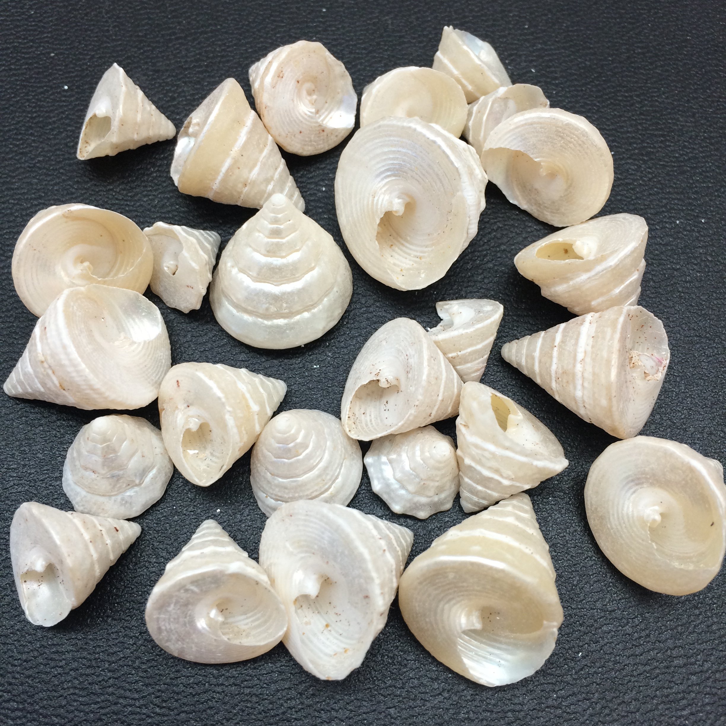 PEPPERLONELY 25 PC Pearl Among Pong Sea Shells, 1/2 Inch ~ 1 Inch