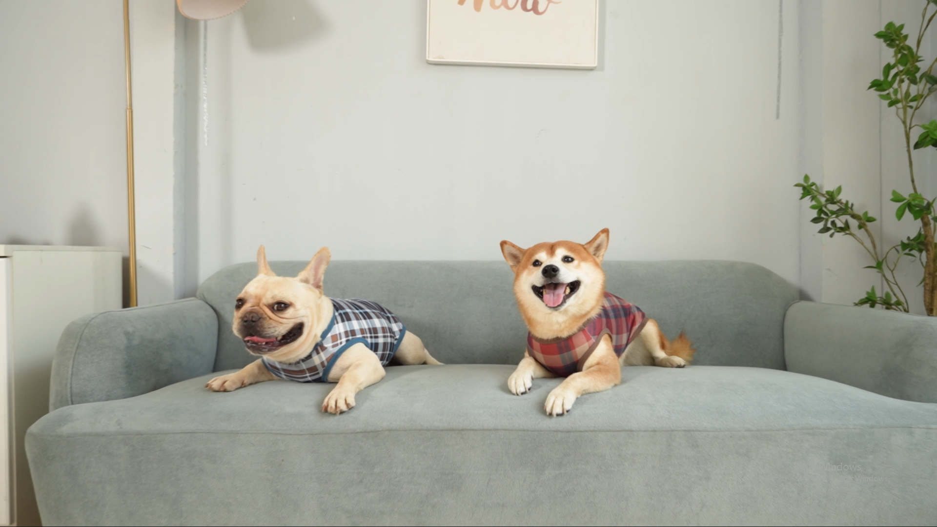 Spajoy 2-Pack Blank Dog Shirts - Soft Cotton T-Shirts For Small Medium Large Dogs & Cats