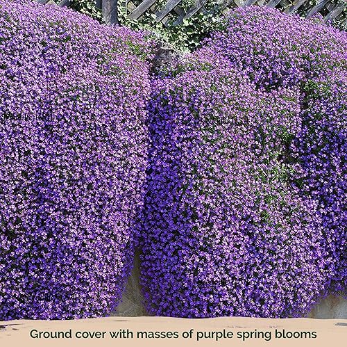Miniatura 6 de KVITER 1,000 semillas de aubrieta lila perennes (Aubrieta deltoidea) - Semilla de aubrieta, lila silvestre, semillas de cobertura de suelo no-GMO y