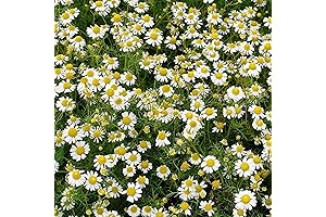 Outsidepride Perennial Roman Chamomile Herb Seeds, 50000 Seeds