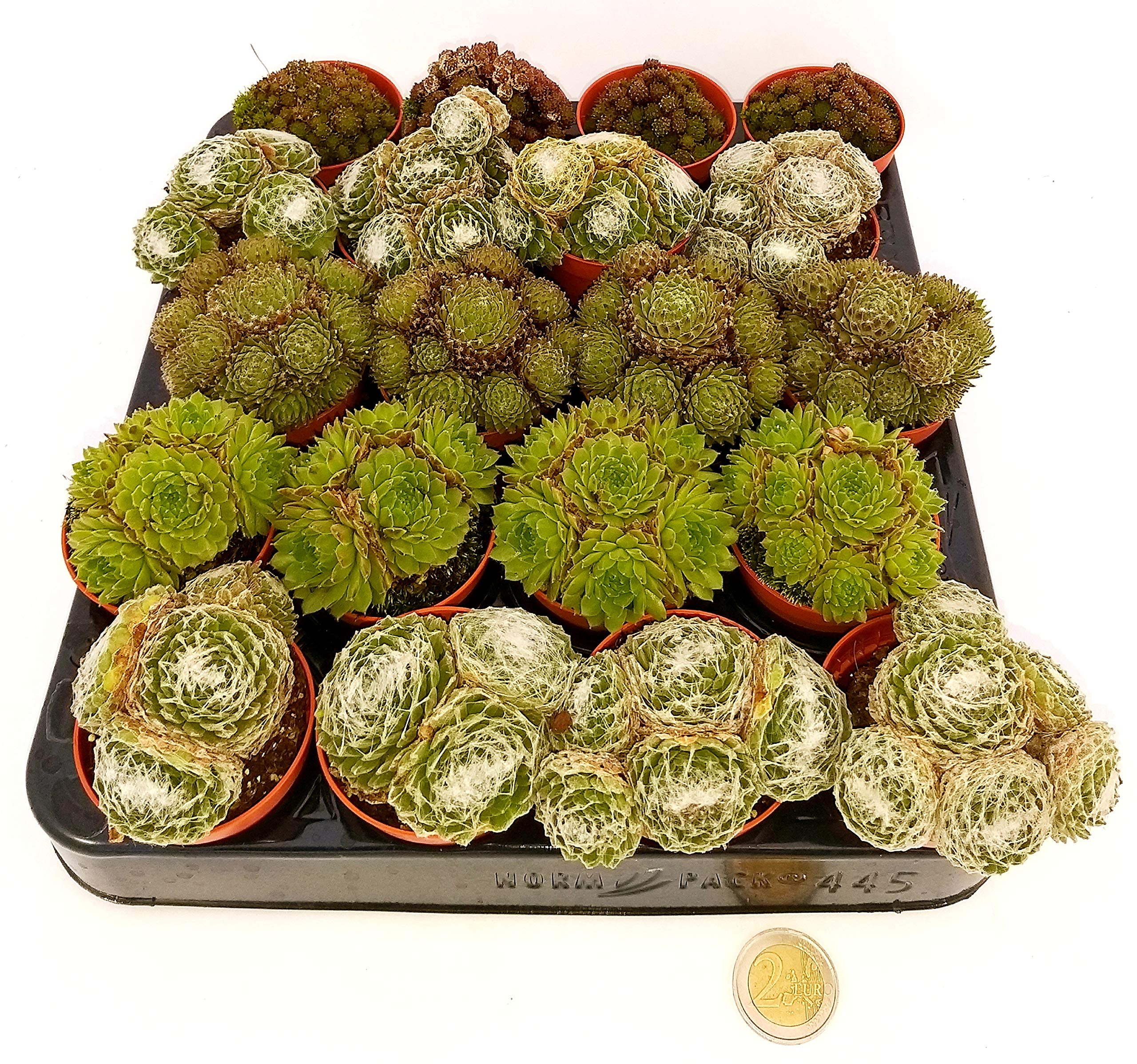 POWERS TO FLOWERS - SEMPREVIVI MINI SET 20 PEZZI, piante vere