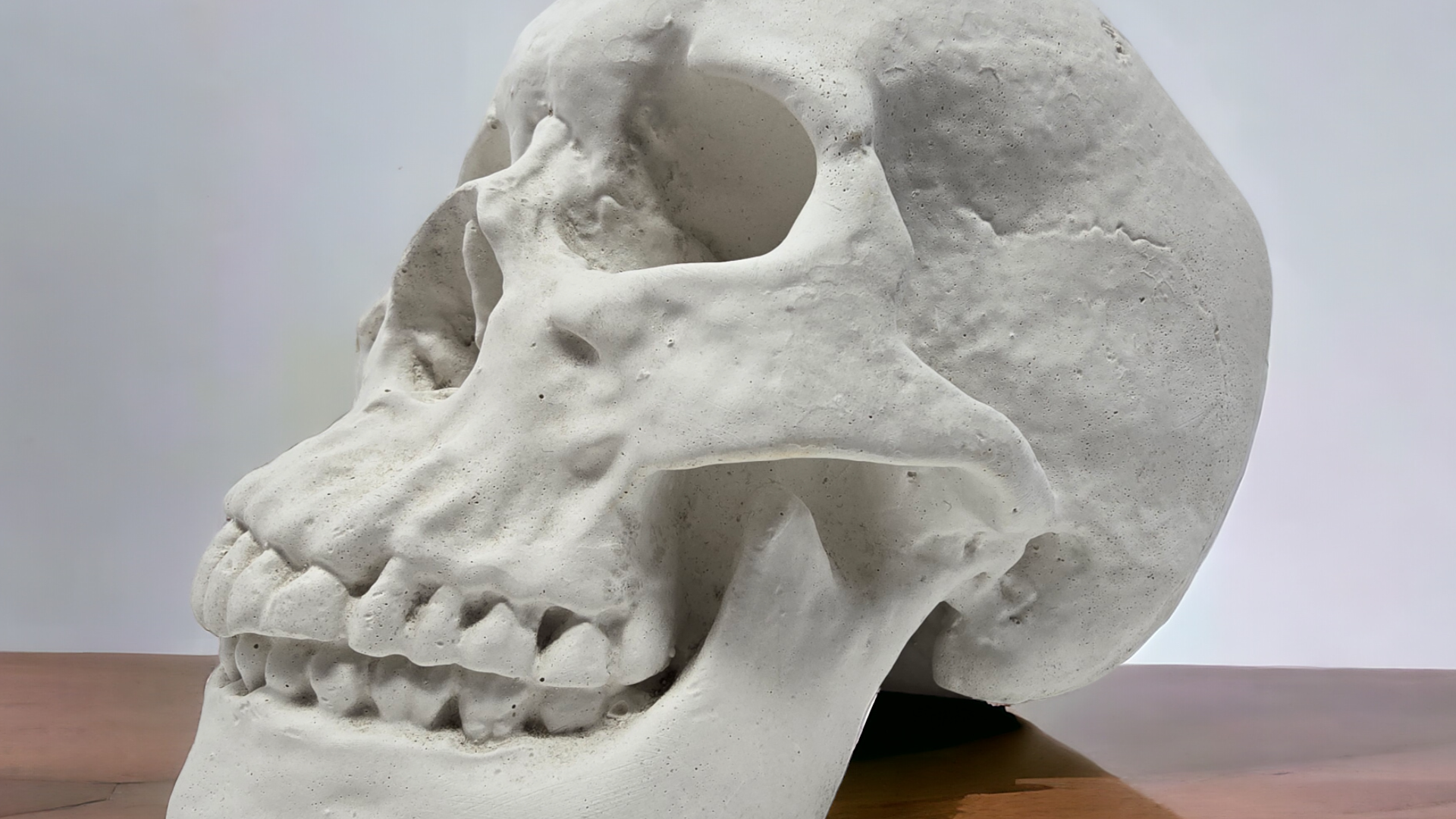 Amazon.com: Festcool Plaster Cast Skull, Human Skull, for Life