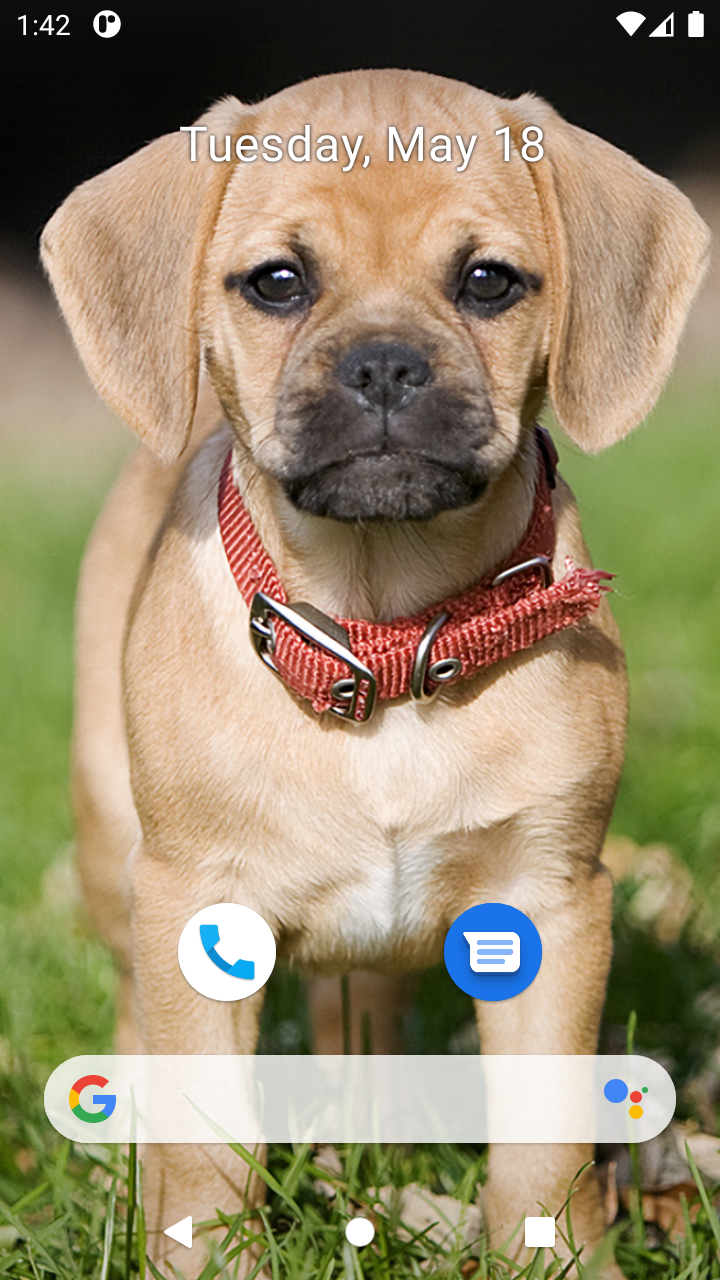 Cute Dog Wallpaper App on Amazon Appstore